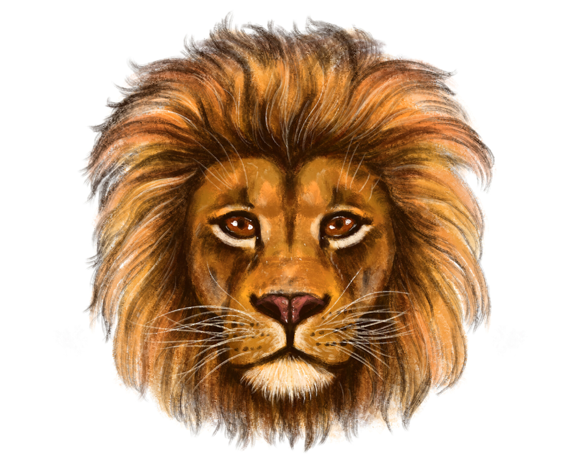 白色背景前的一只狮子头画一只狮子的手绘肖像，现实的，橙色的掠食者。白色背景的动物头颅