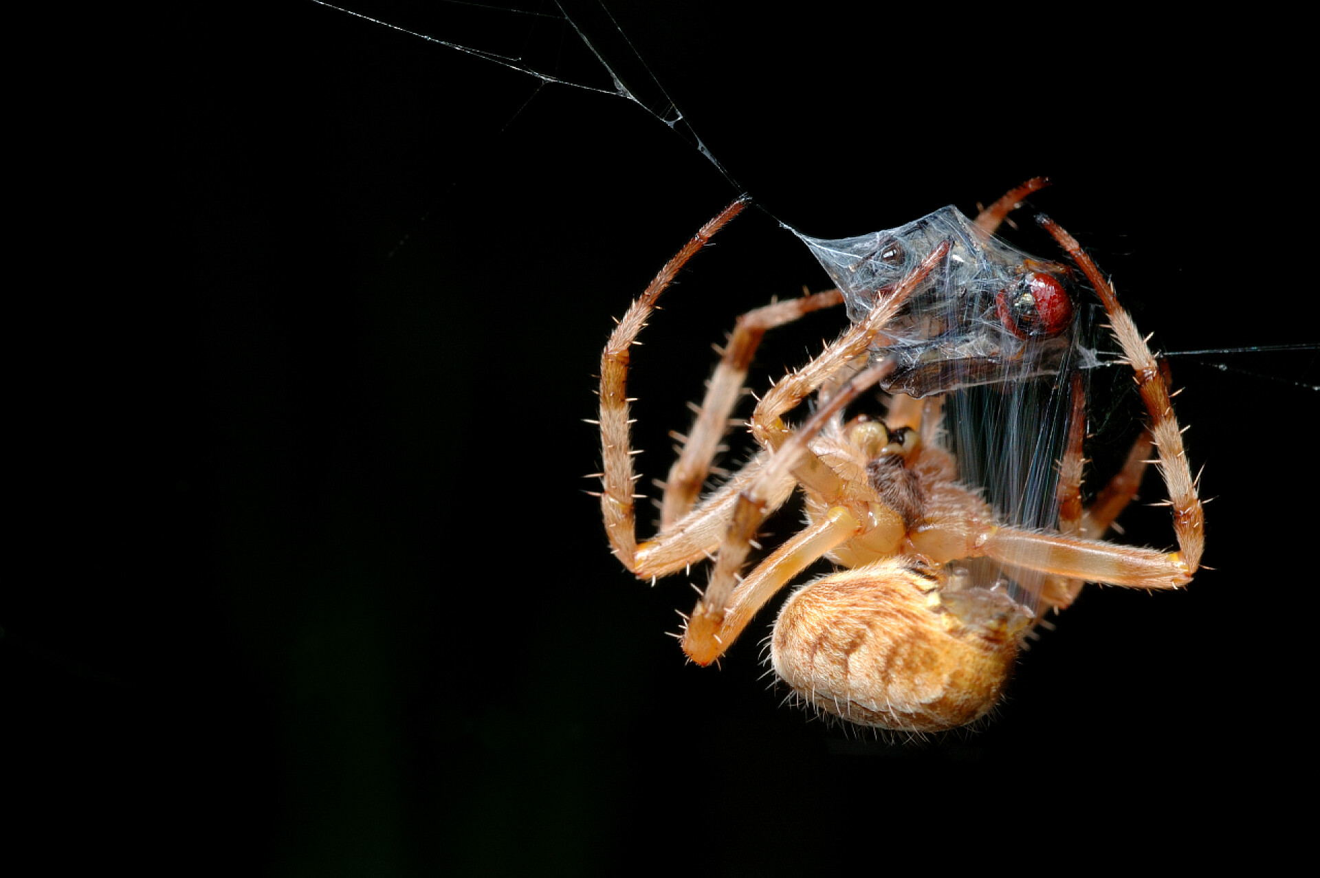 在黑色背景上编织蜘蛛网的蜘蛛小动物