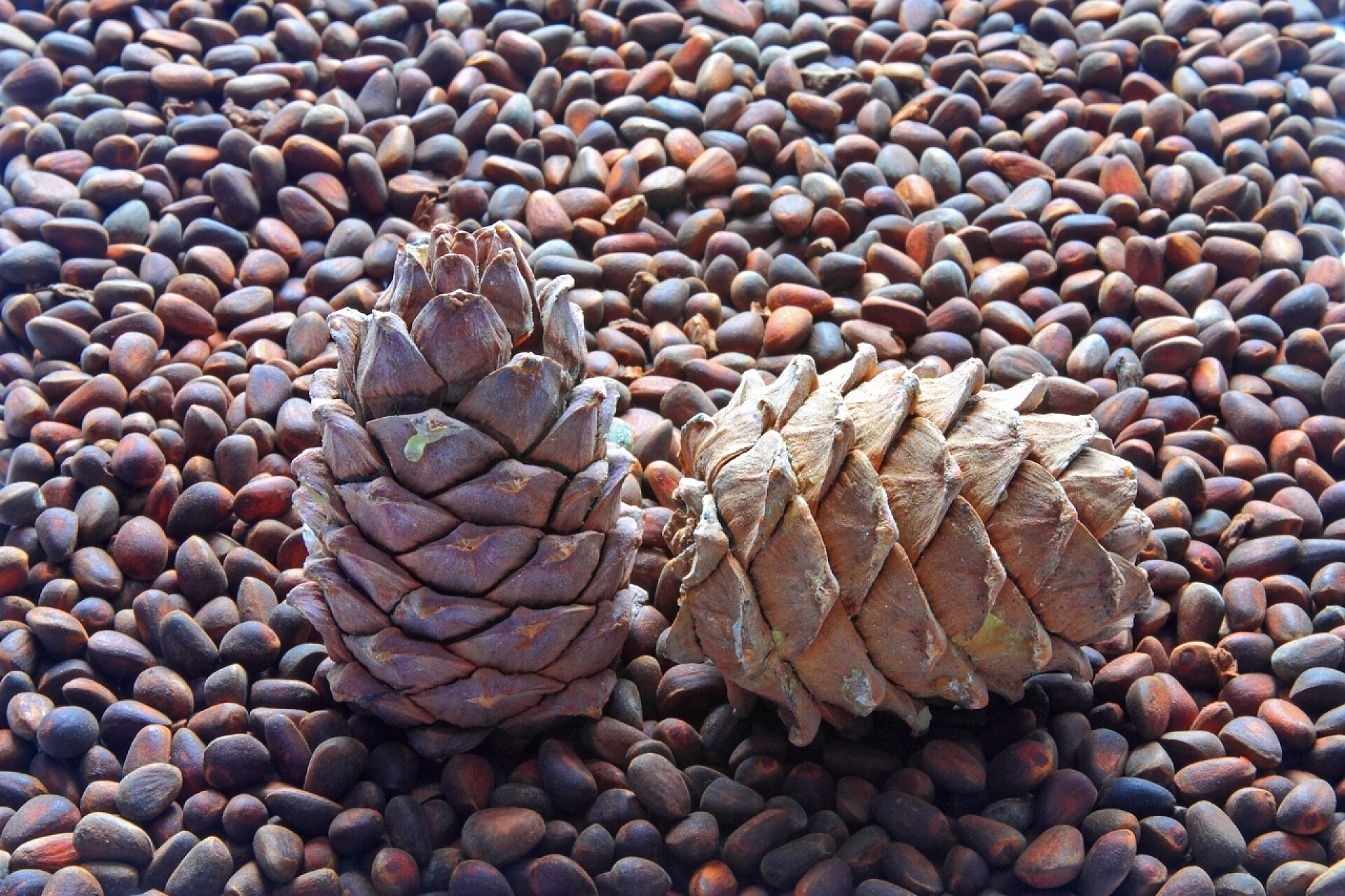 松子堆里的雪松果实食物