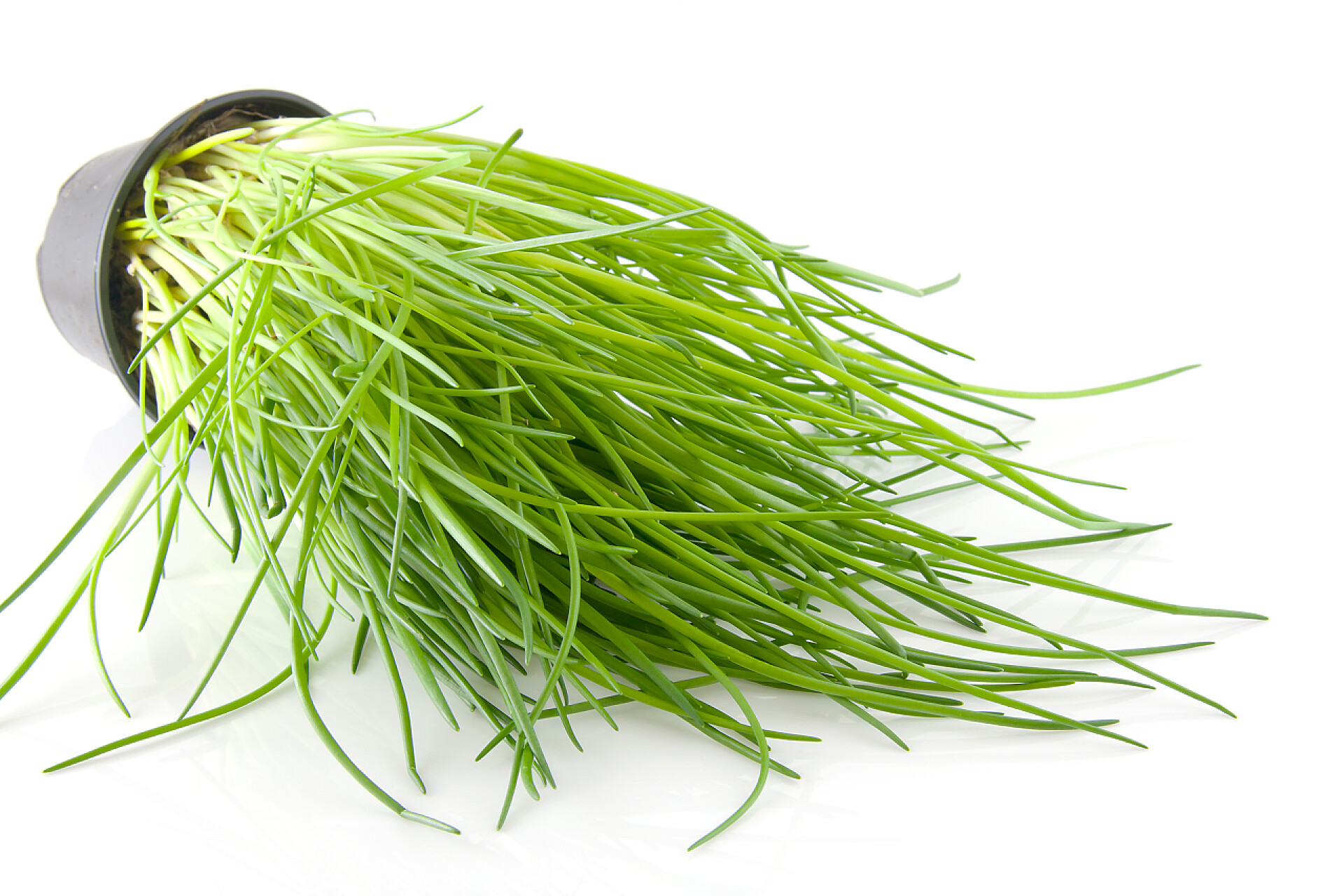 在白色背景上的一盆新鲜韭菜蔬菜