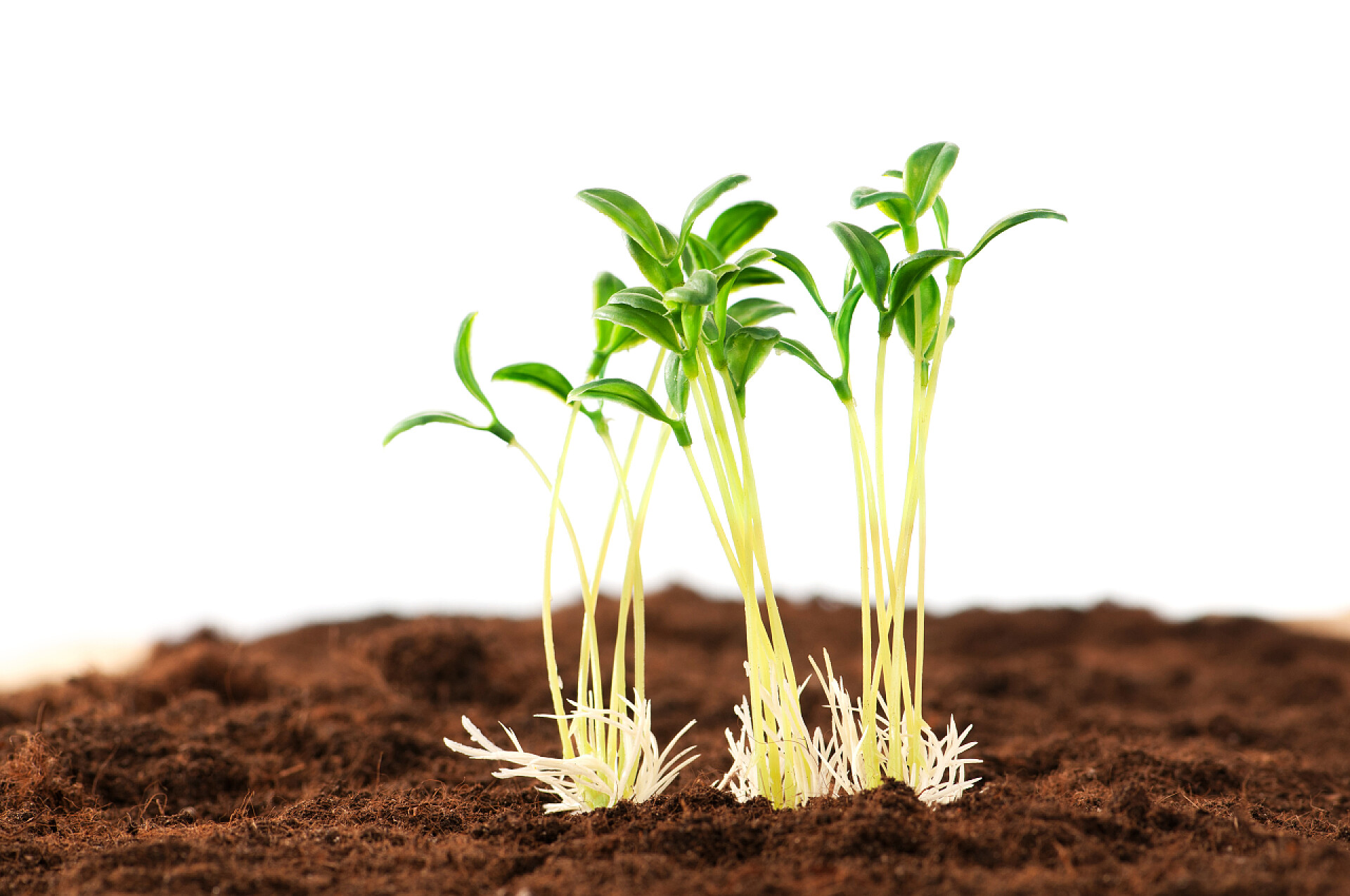 土壤中的种子幼苗植物生长农业