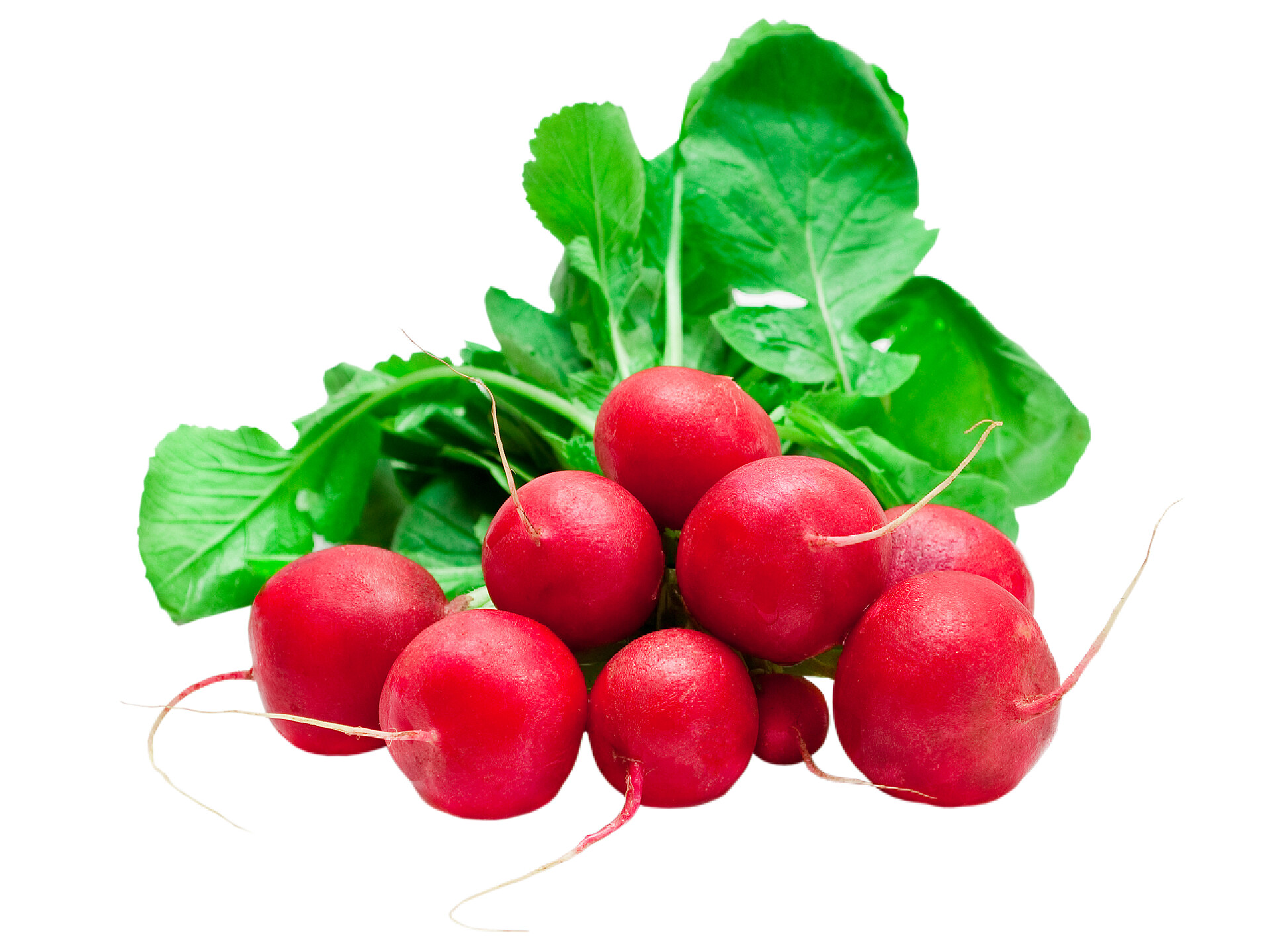 白色背景上的红萝卜蔬菜