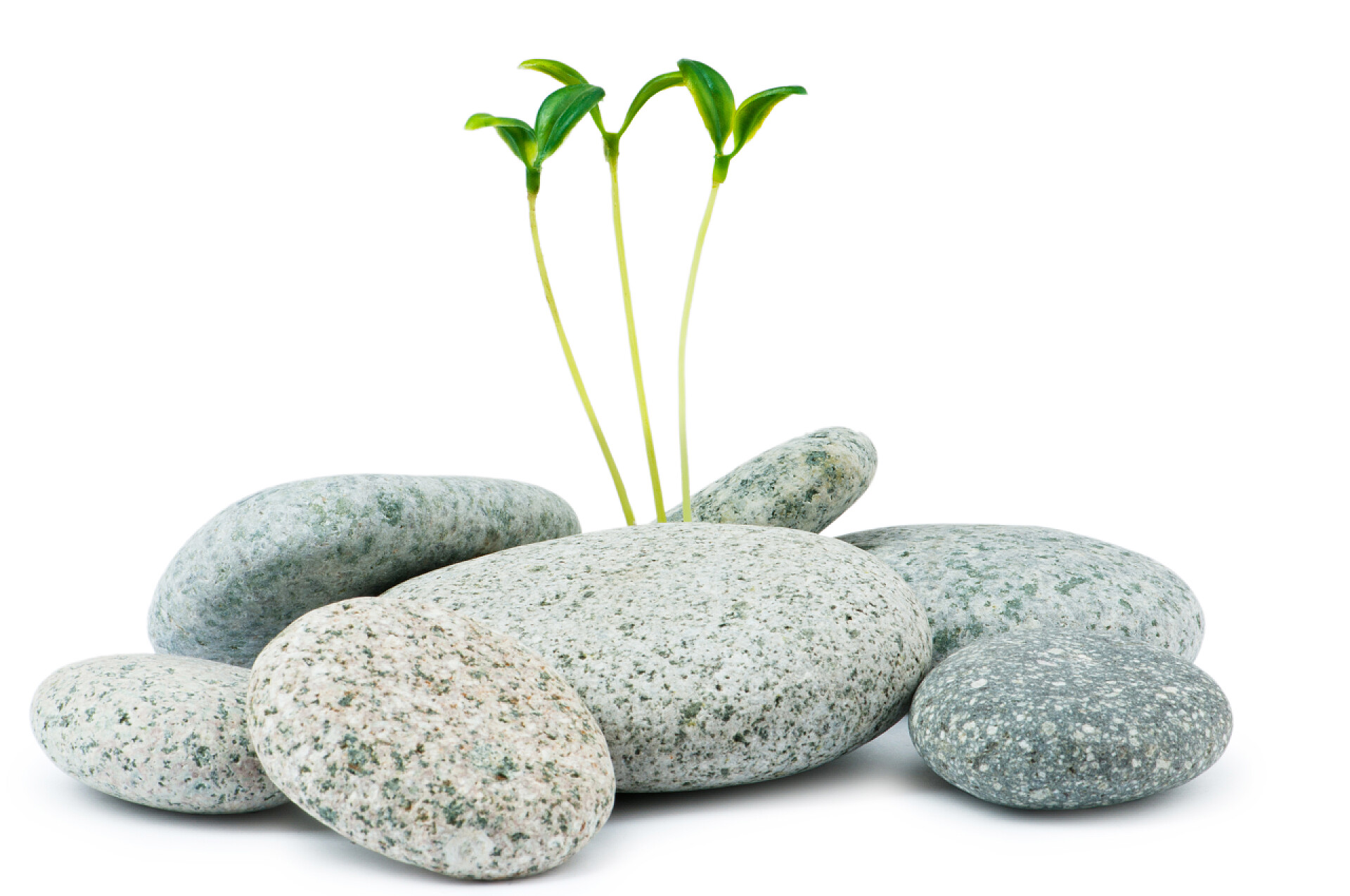 白色背景上鹅卵石中长出的幼苗