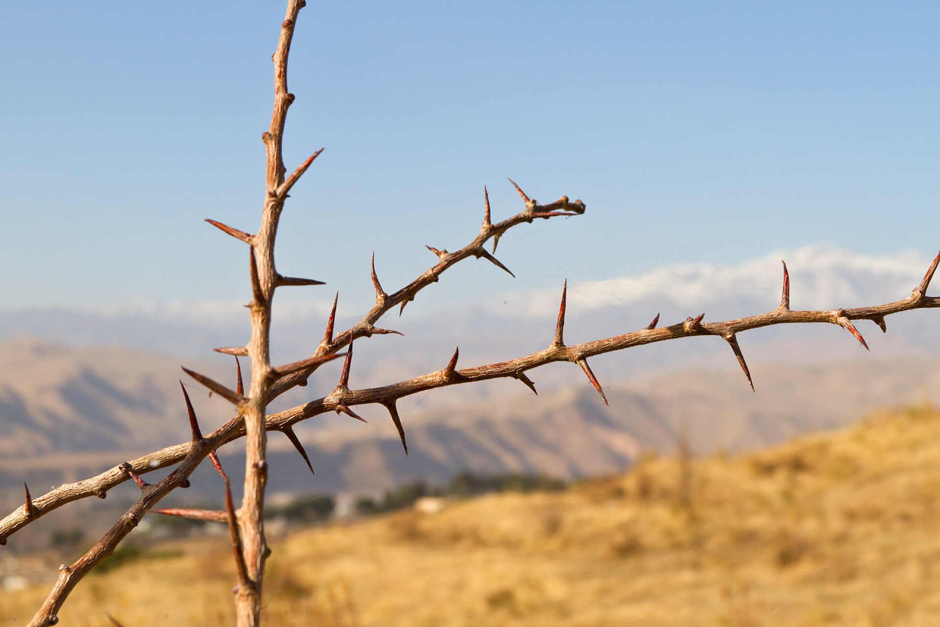 模糊山脉背景上的三根荆棘