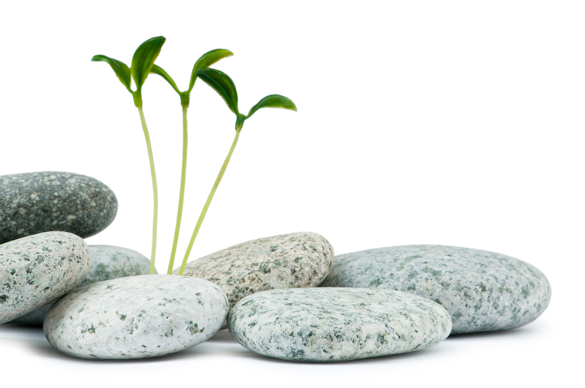 白色背景上鹅卵石中长出的幼苗卵石和幼苗-替代医学概念