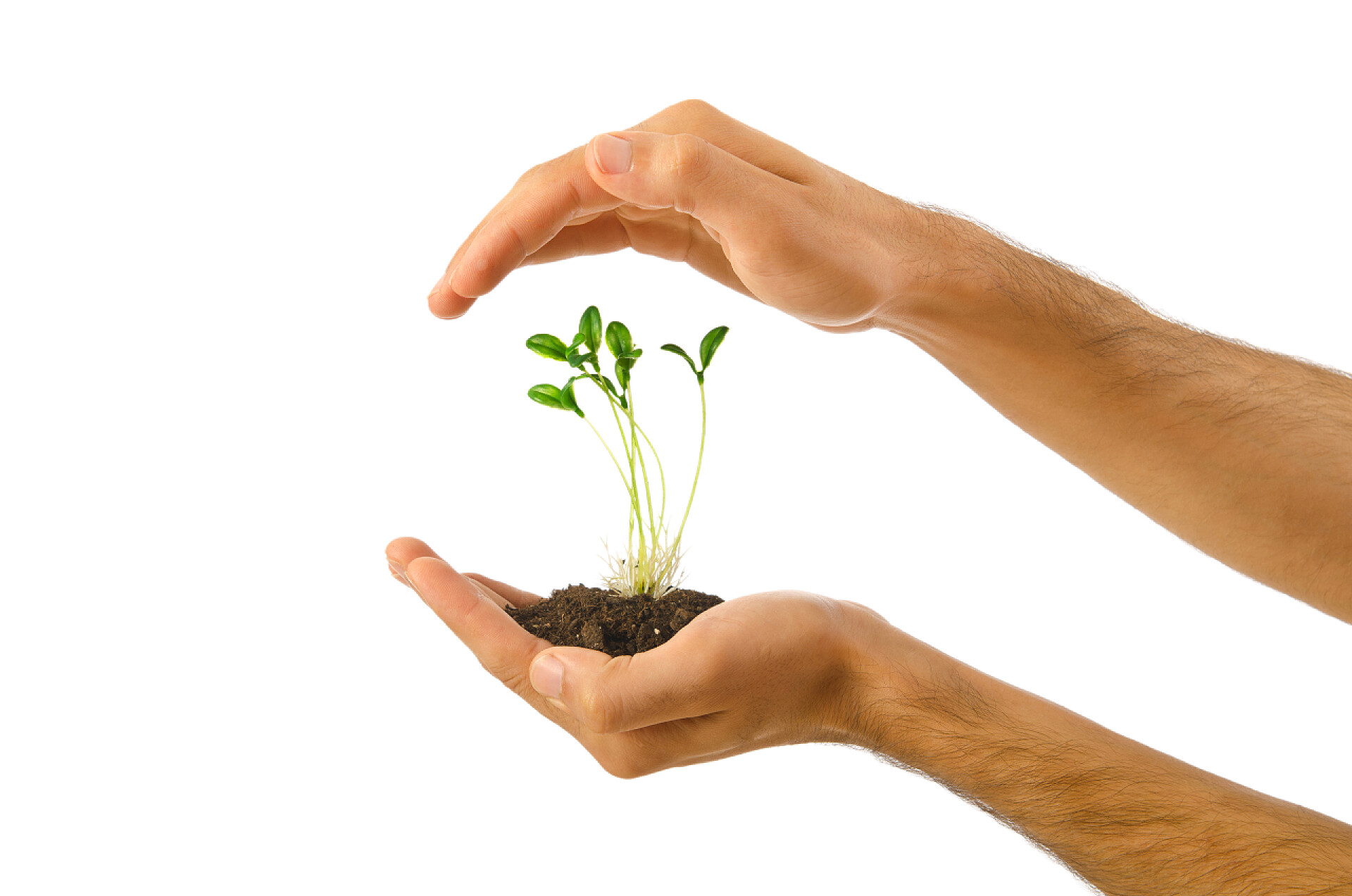 植物白色背景下一双手护着手中的绿苗