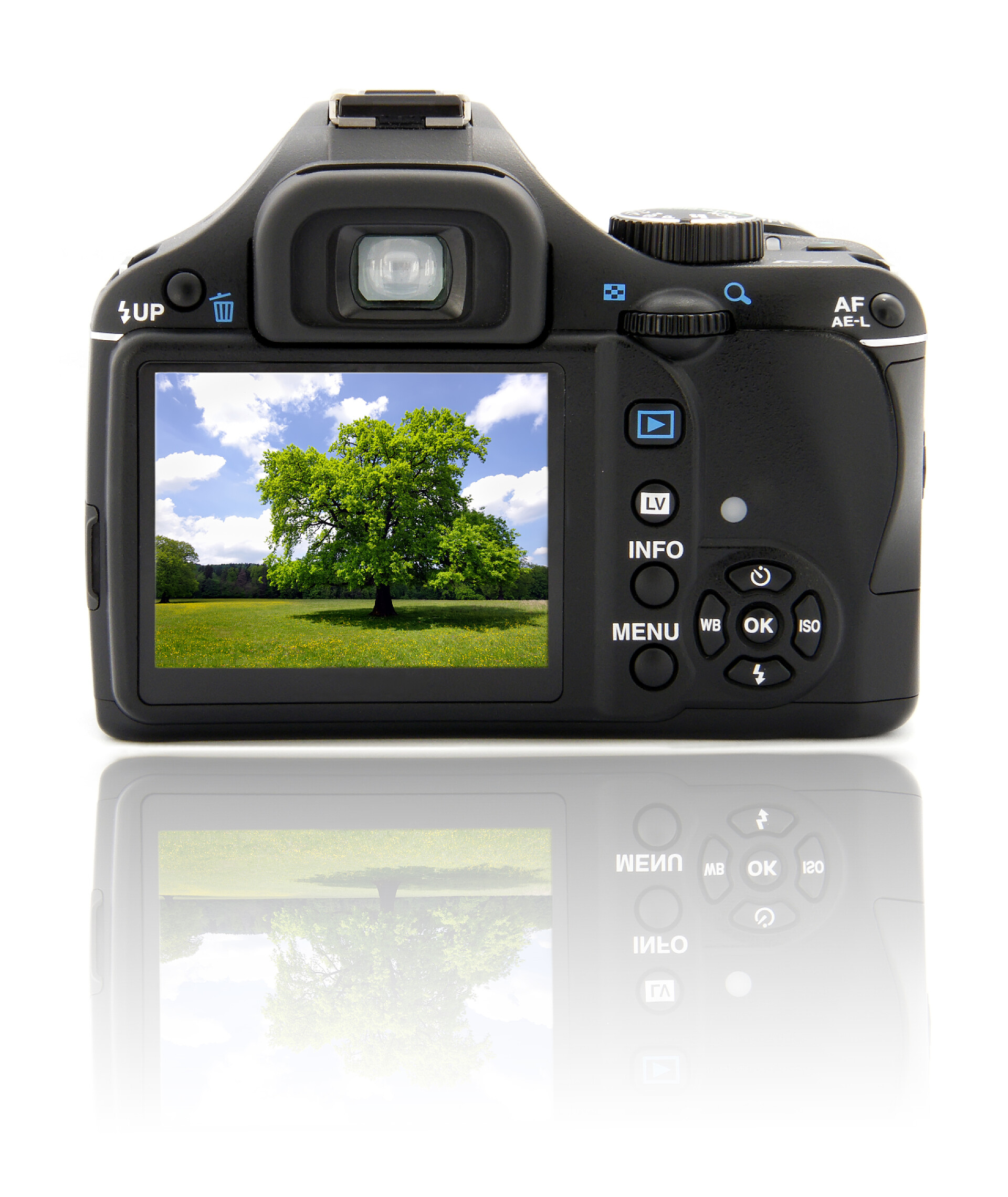 显示屏上的有关于树的美丽风景的数字相机摄影摄像