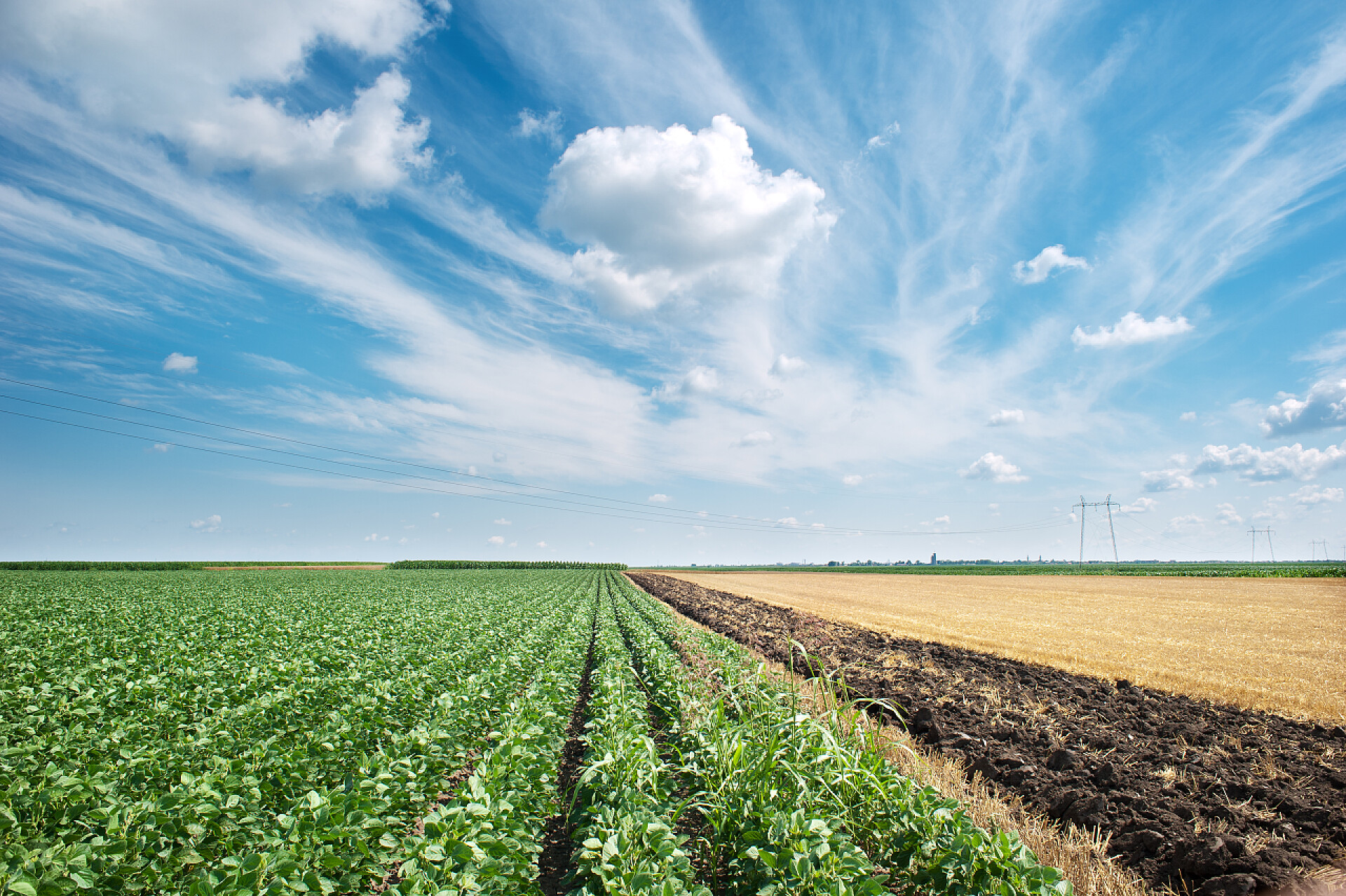 农业蓝天白云下的大豆田