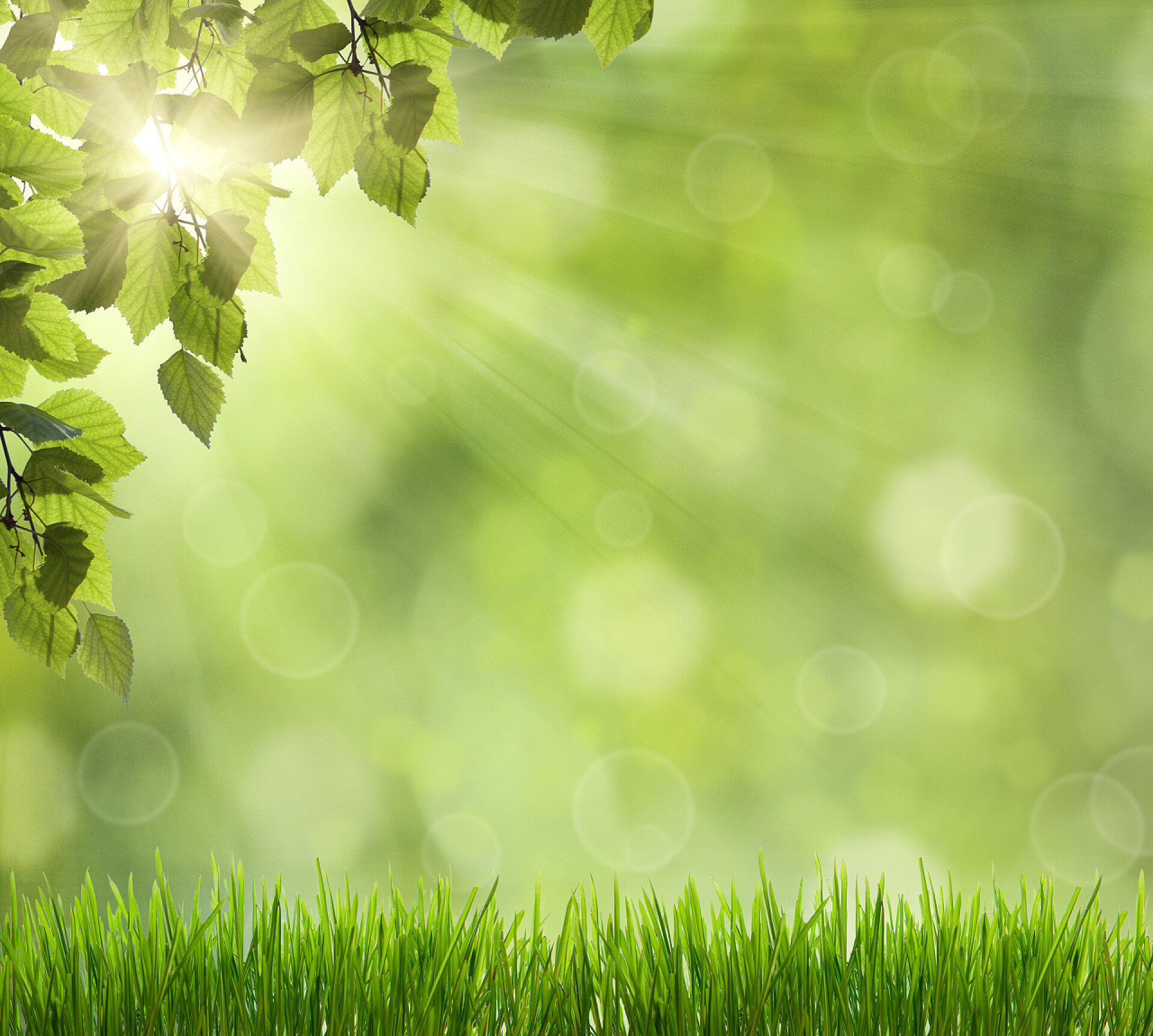 植物草地上阳光透过绿叶的特写