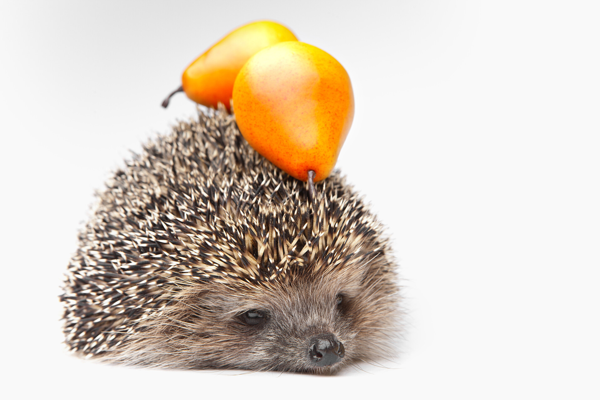 刺猬身上的梨小动物