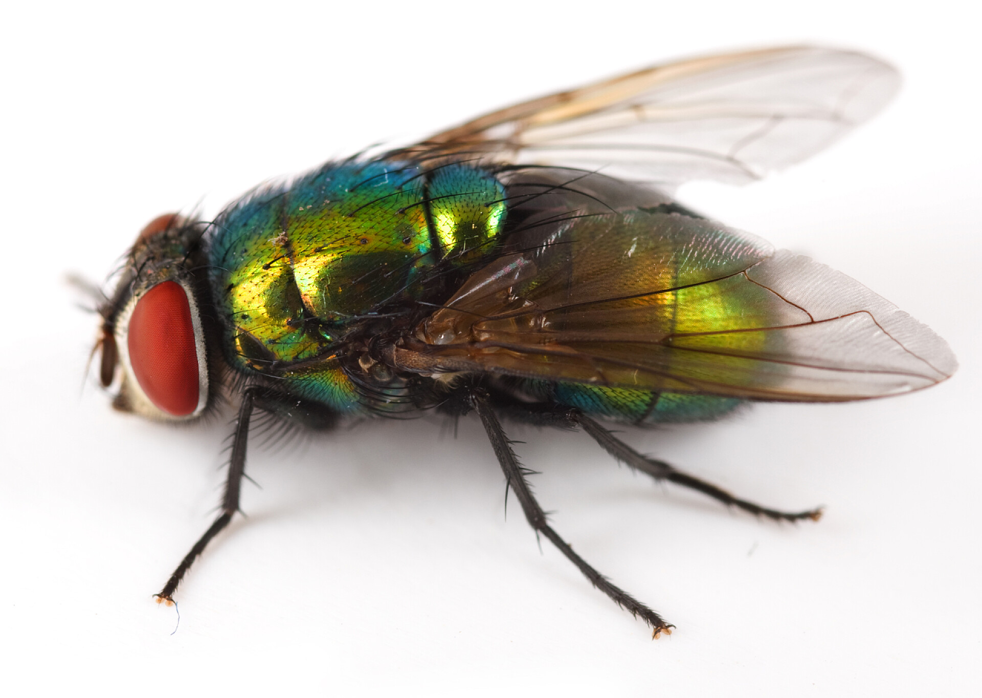 白色背景上的一只苍蝇动物