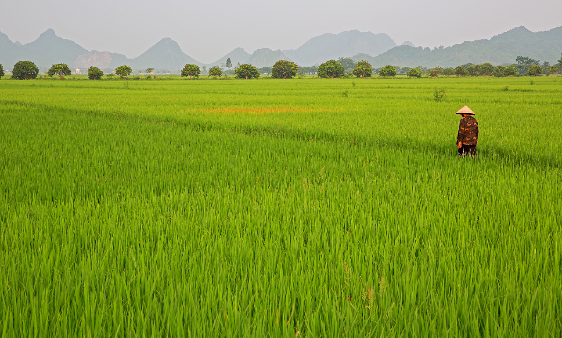 农业一个农民站在水稻田里
