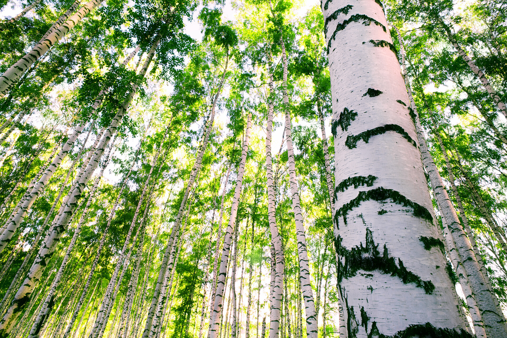 早晨阳光下的桦树林植物