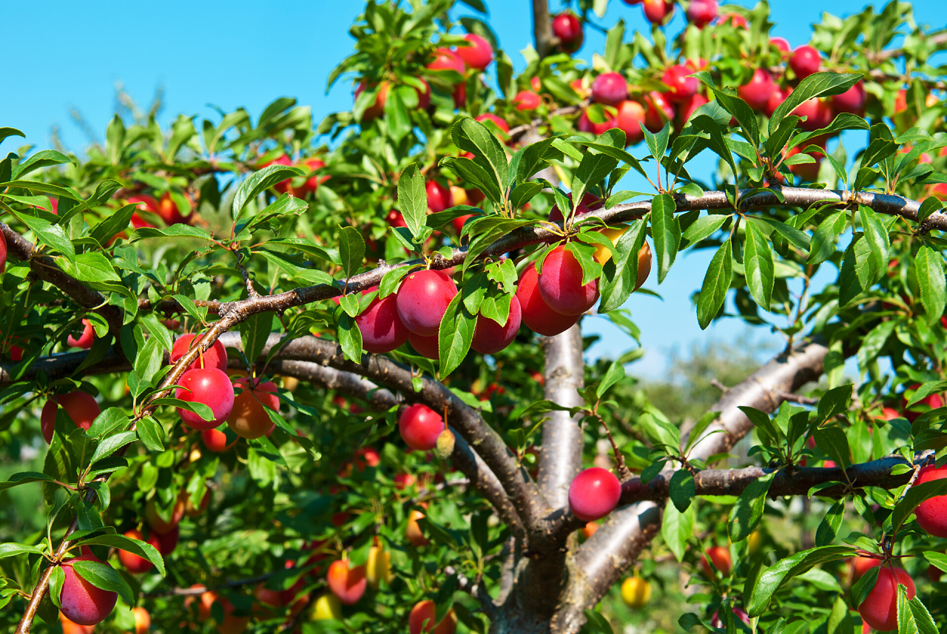水果结满果实的李子树