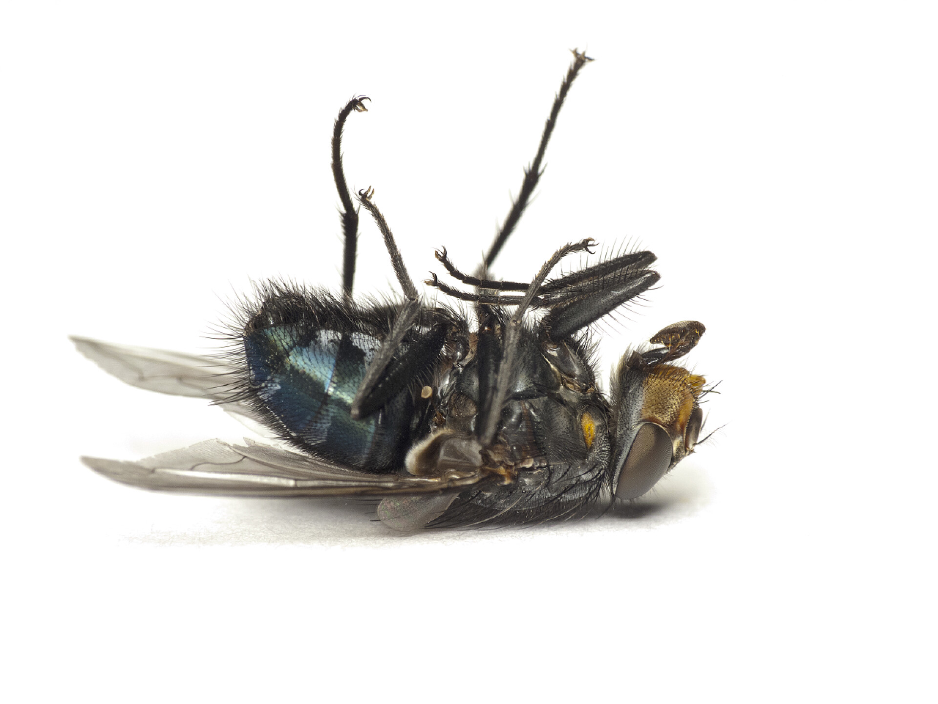 昆虫白色背景下的死苍蝇