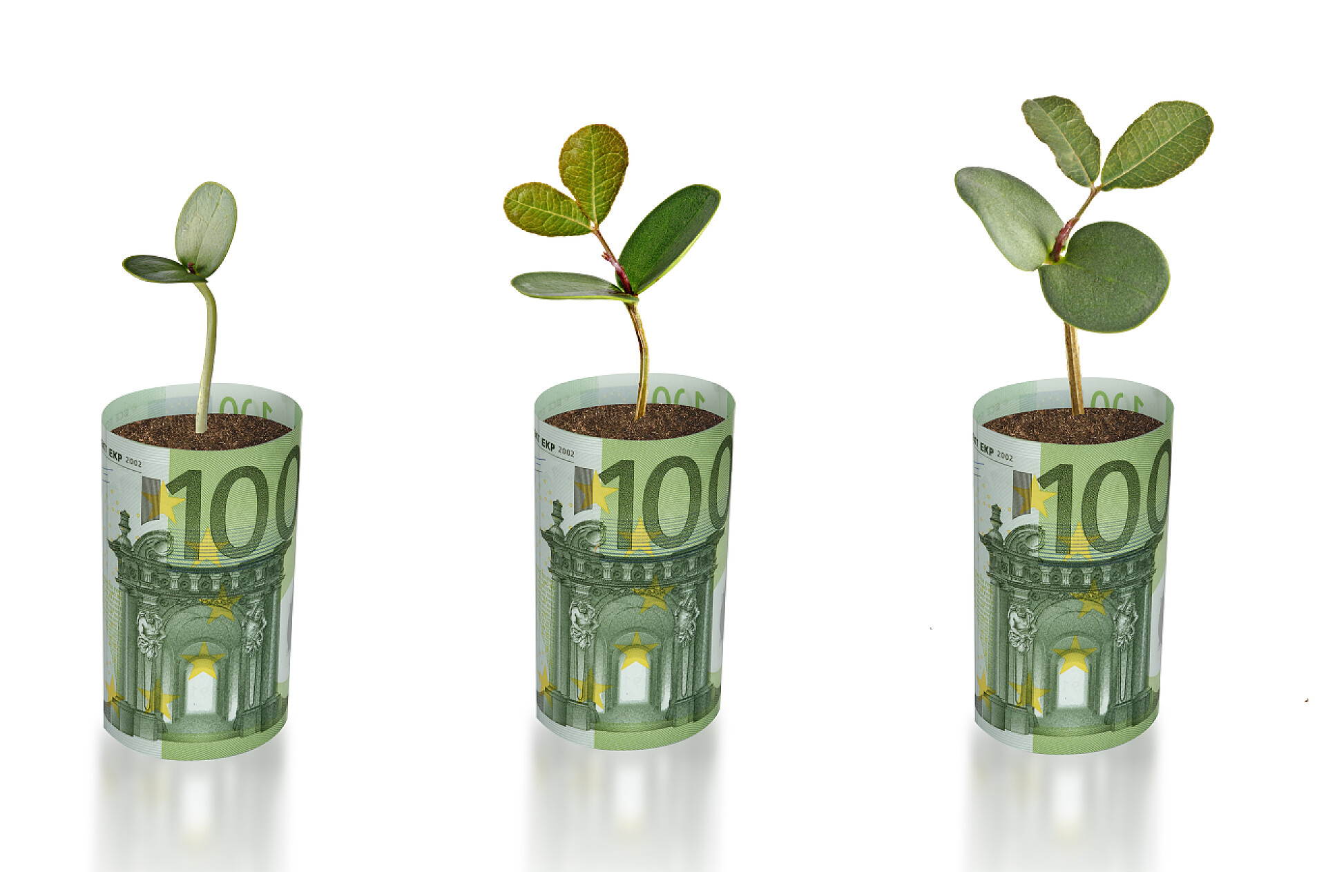 在欧元花盆中逐渐成长的树苗植物金融