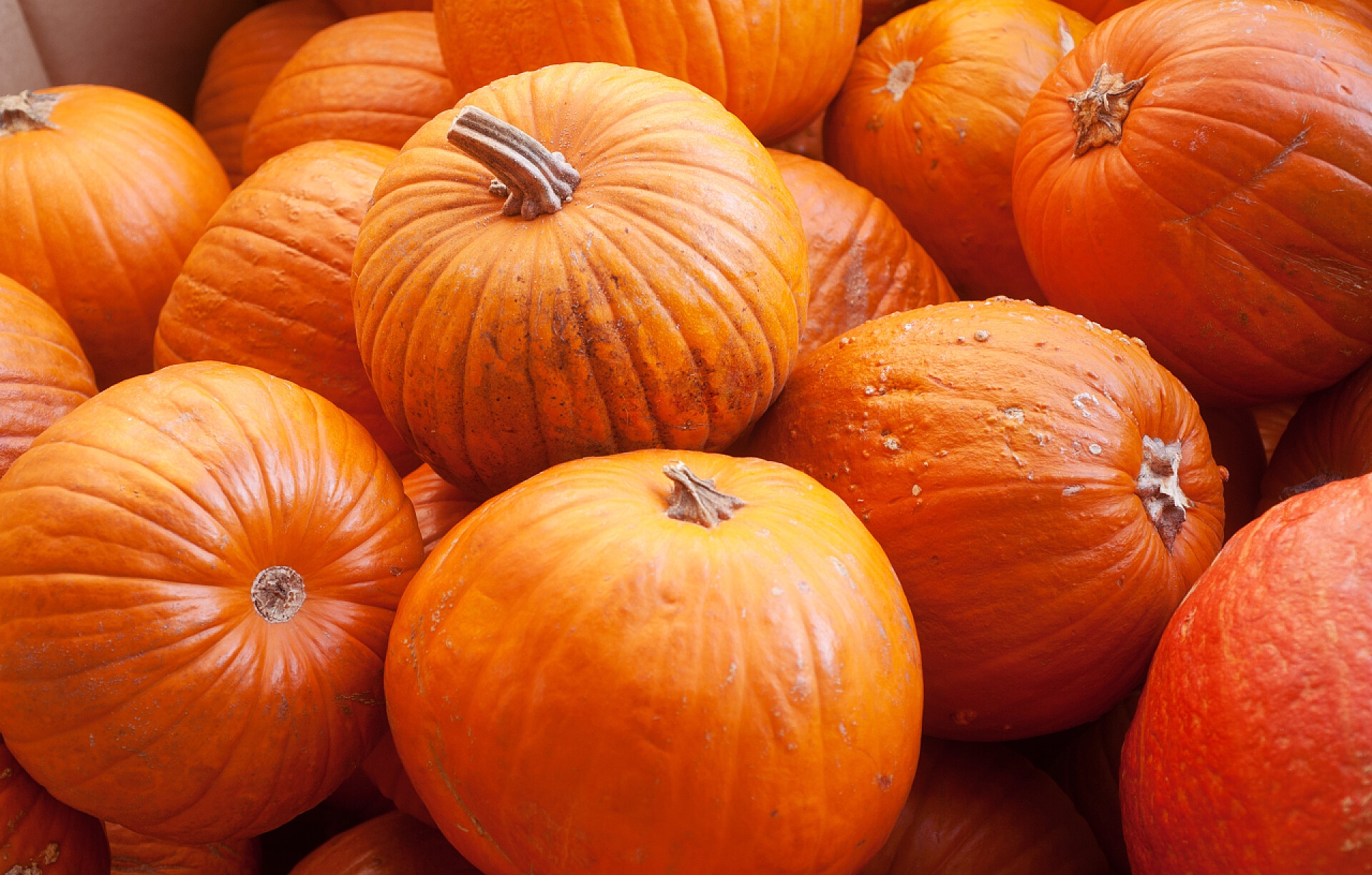 堆积如山的南瓜蔬菜感恩节万圣节