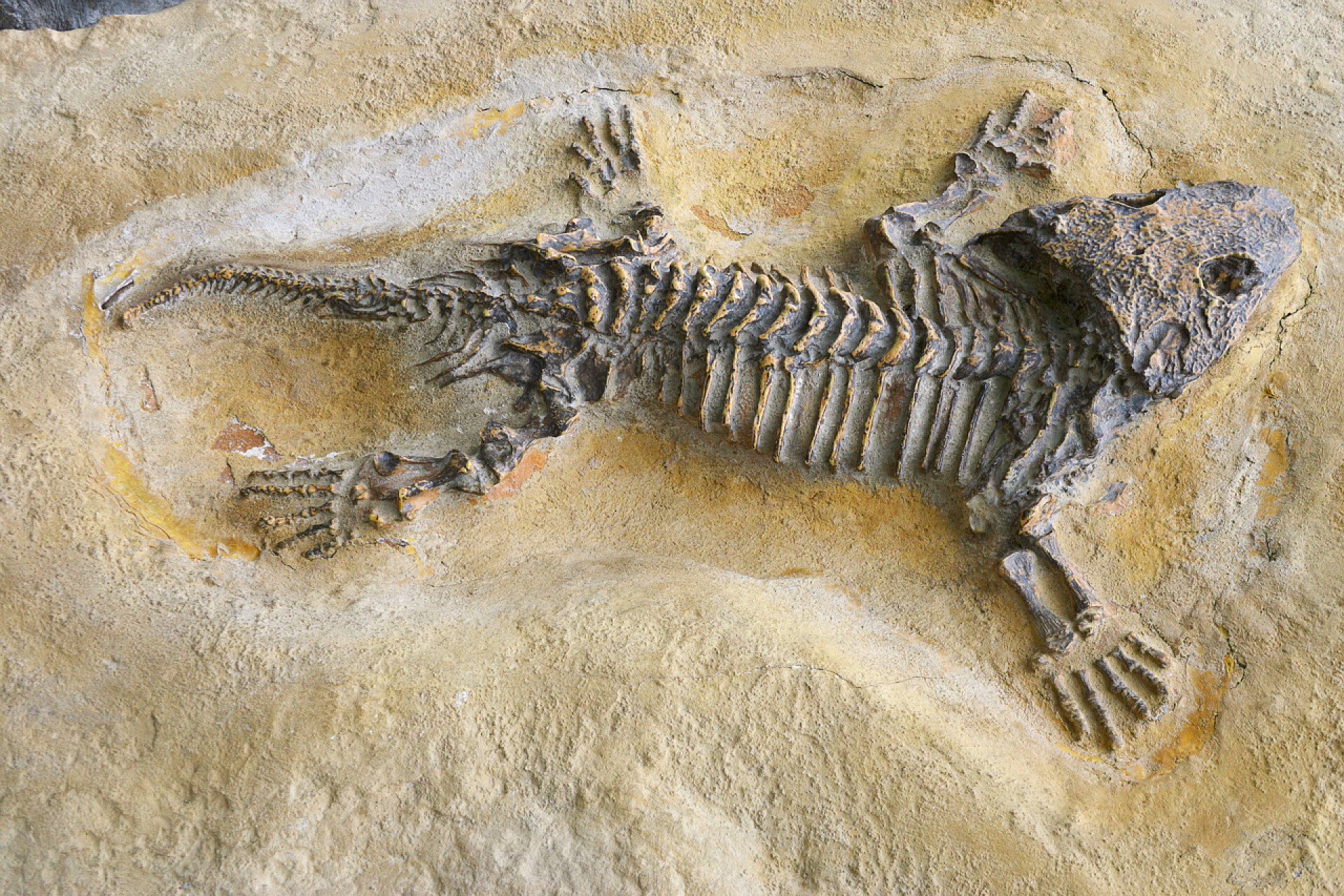 石头上的动物化石骨架