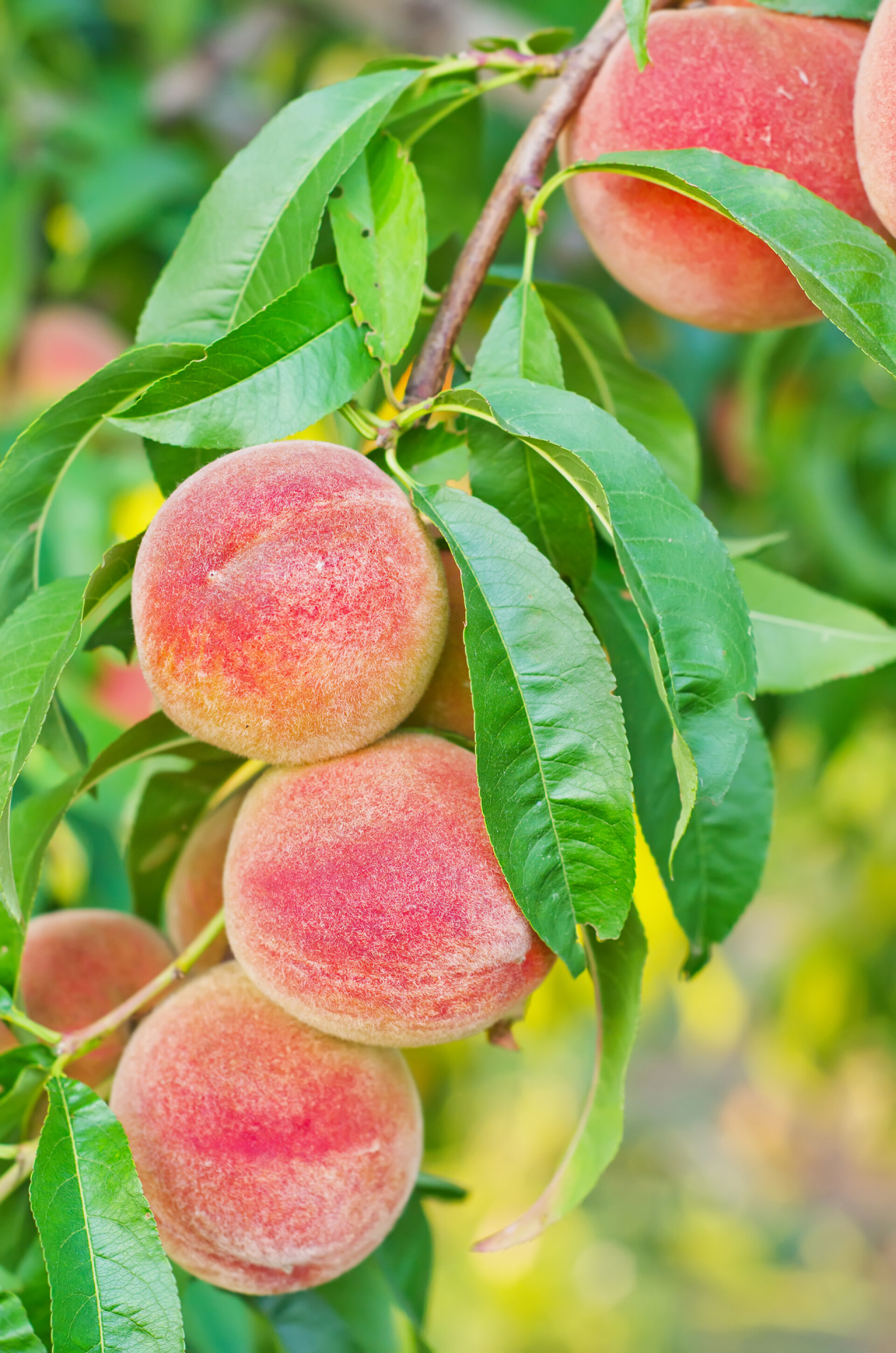 树上的桃子水果果树果林