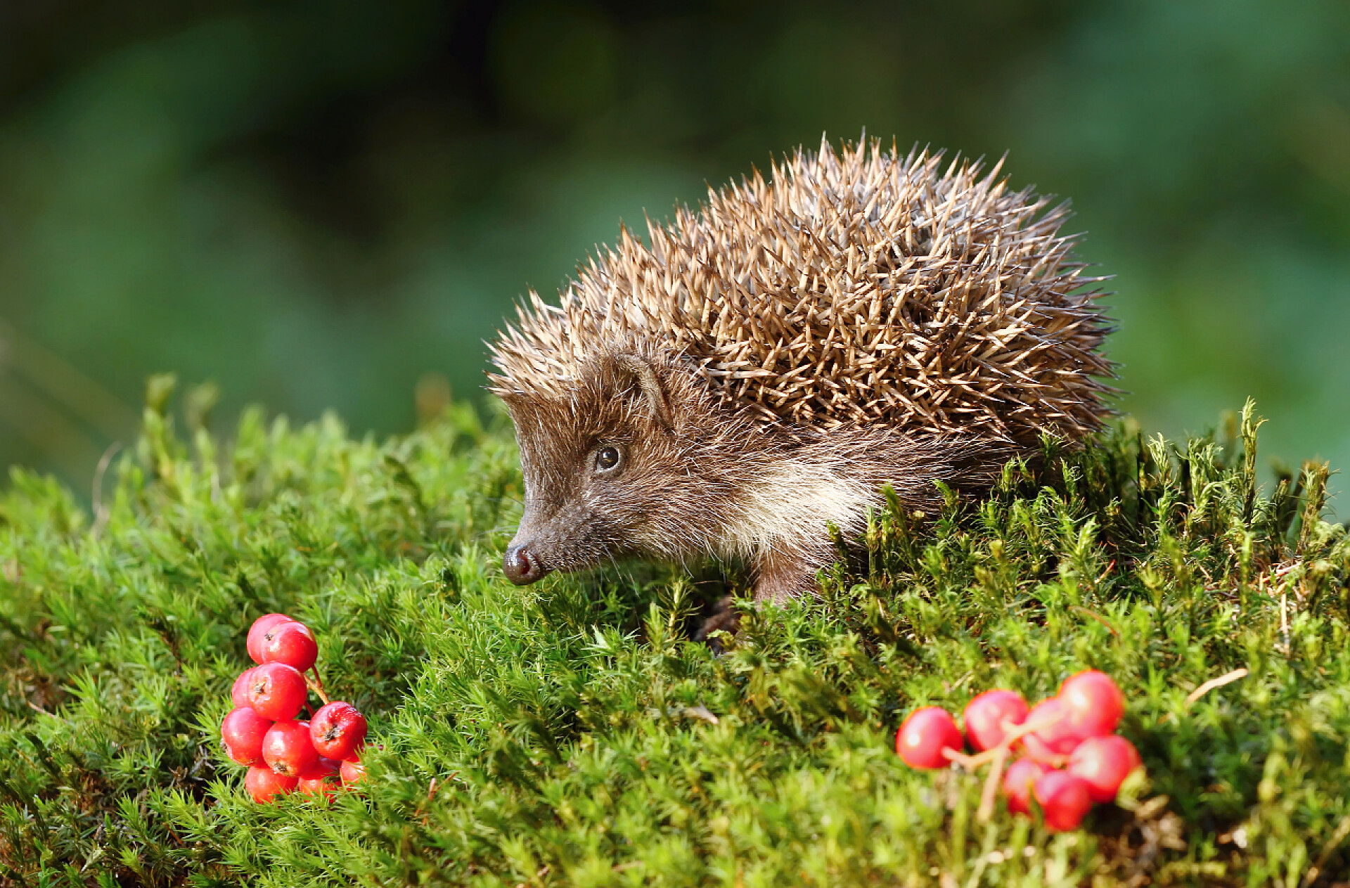 在绿色草丛里的可爱刺猬动物