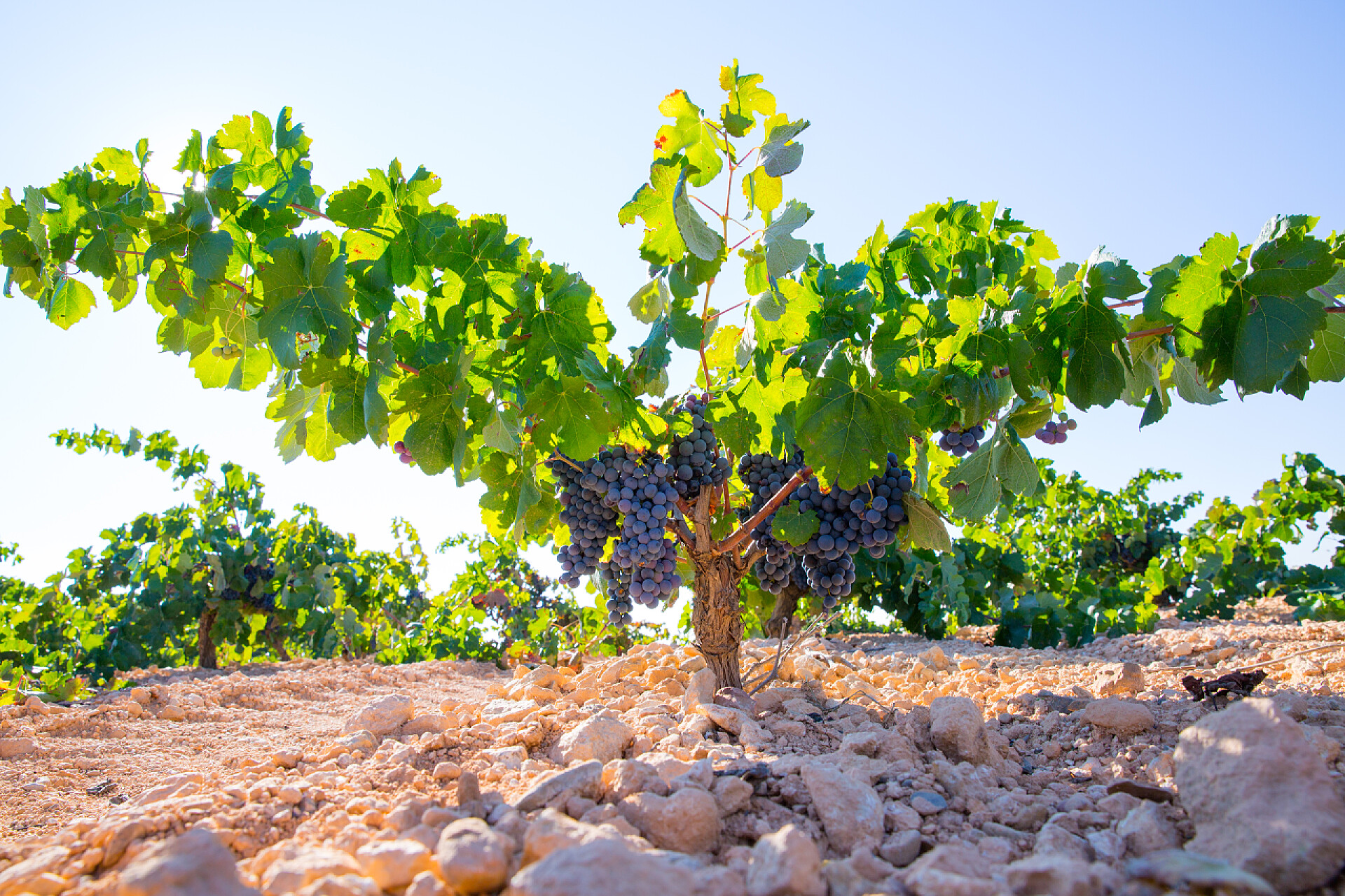 果园里生长的葡萄树农业