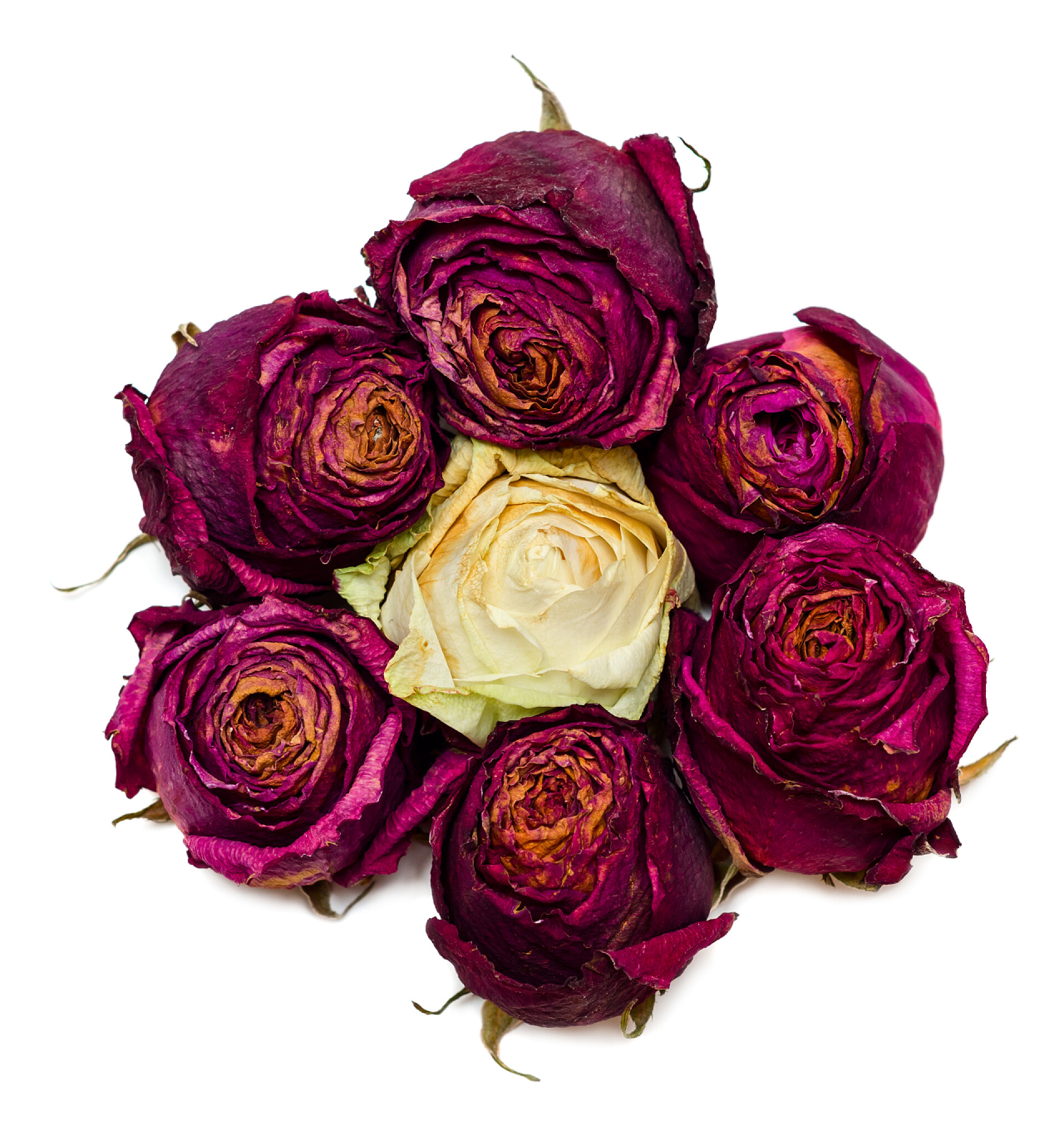 白色背景上的干红色玫瑰花花卉