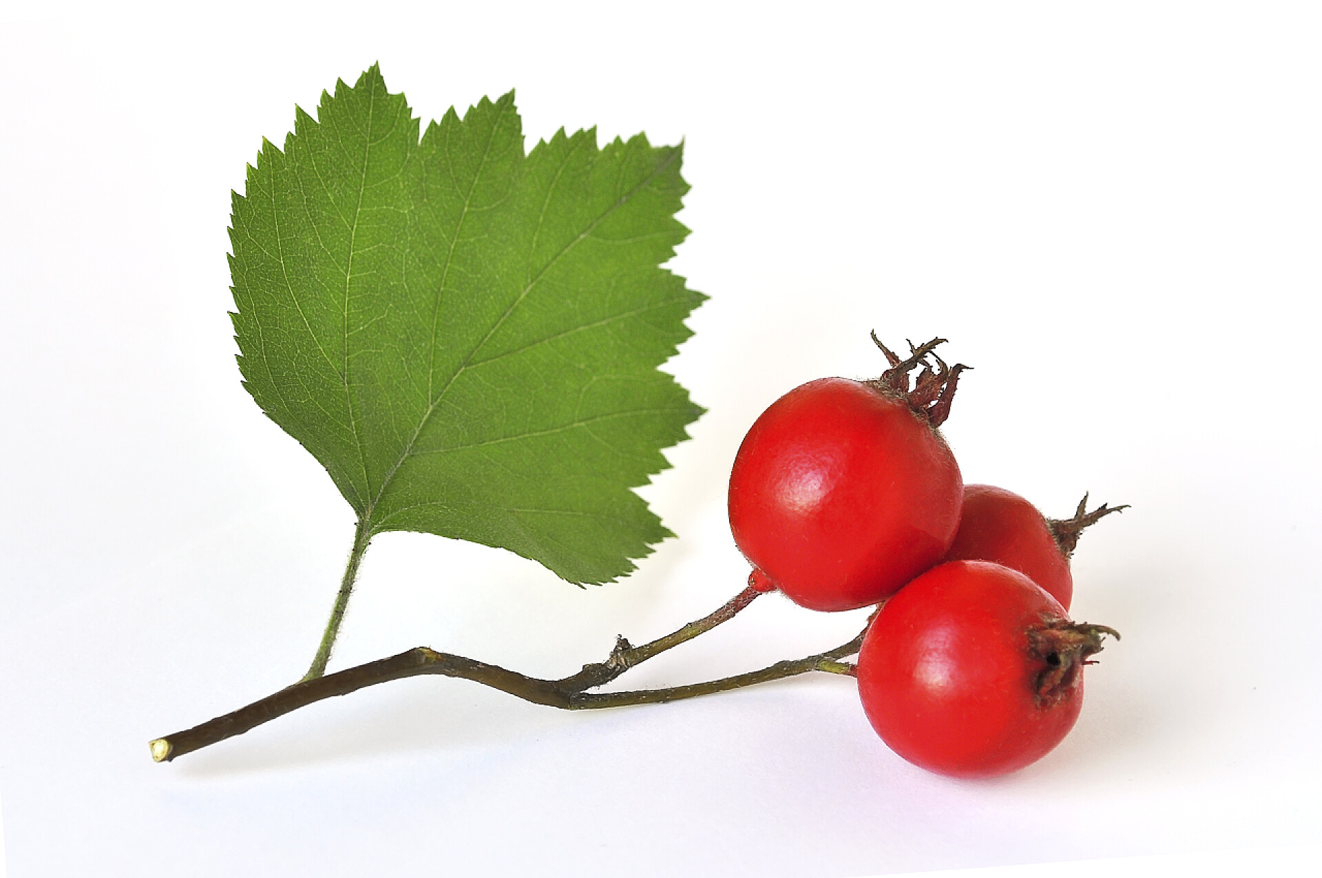 在白色背景上的树枝山楂