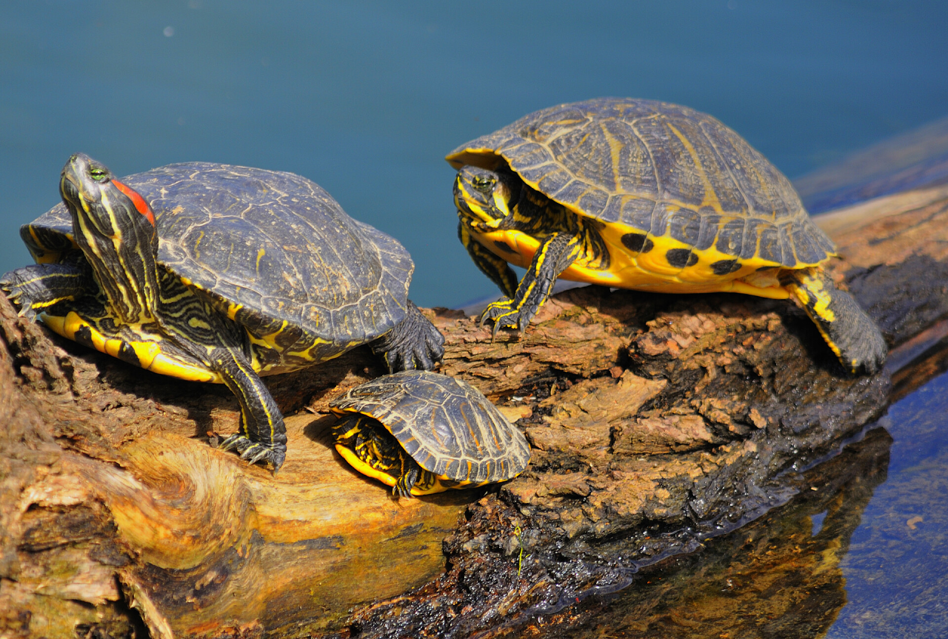 趴在木头上的乌龟动物