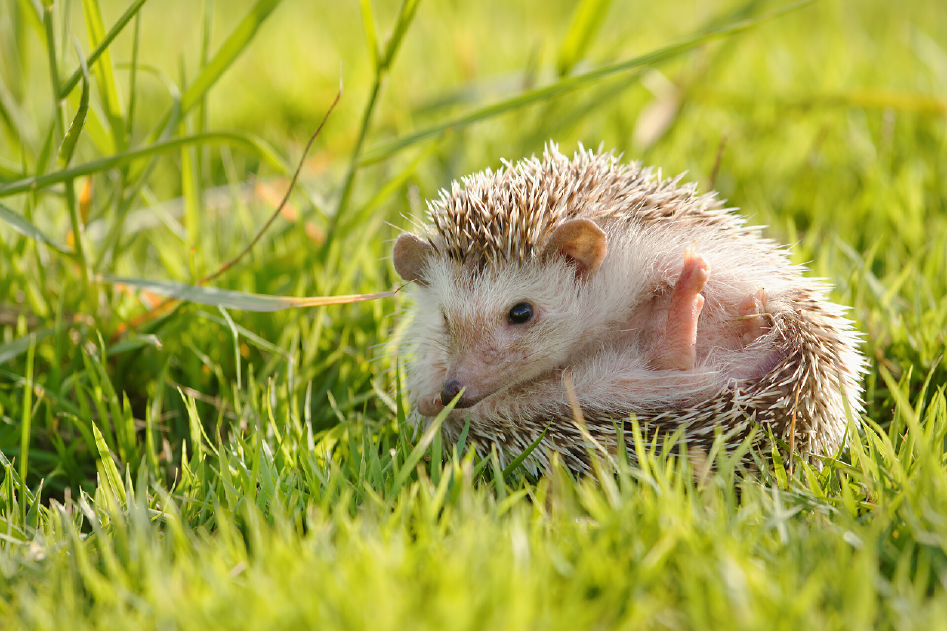 在绿色的草地的小刺猬动物