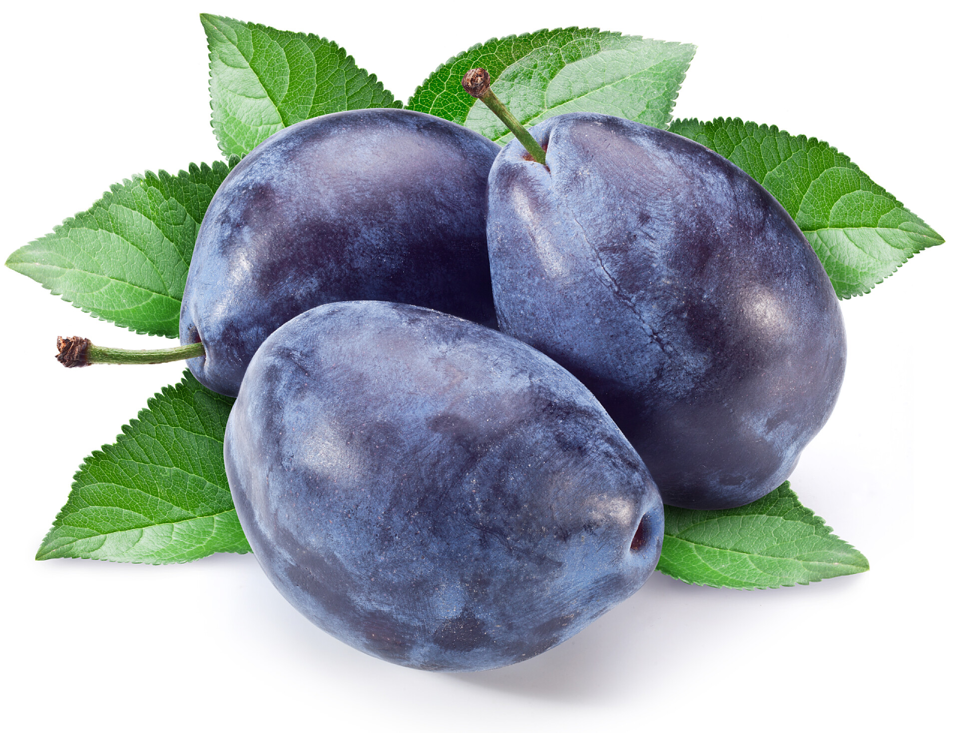 白色背景下的三个李子水果