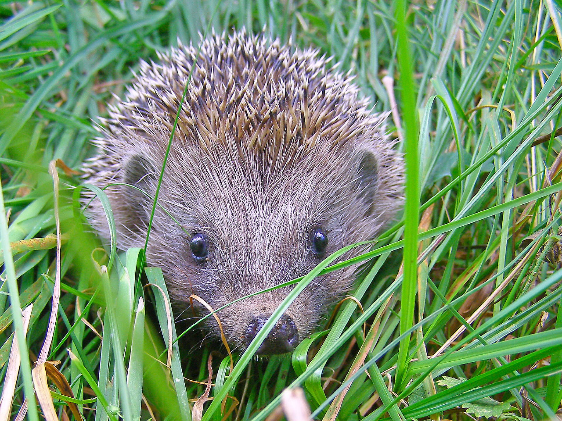 蜷缩在草地上的欧洲刺猬动物