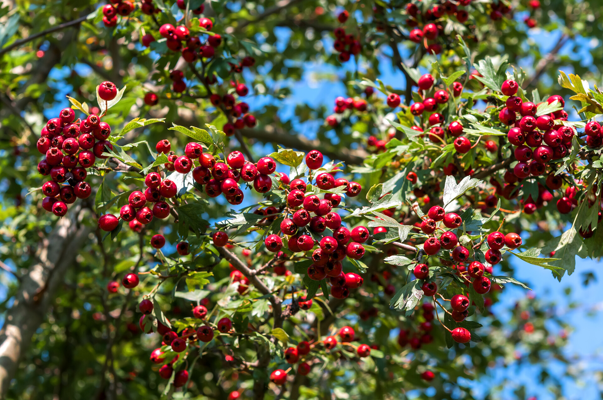 秋季成熟山楂水果