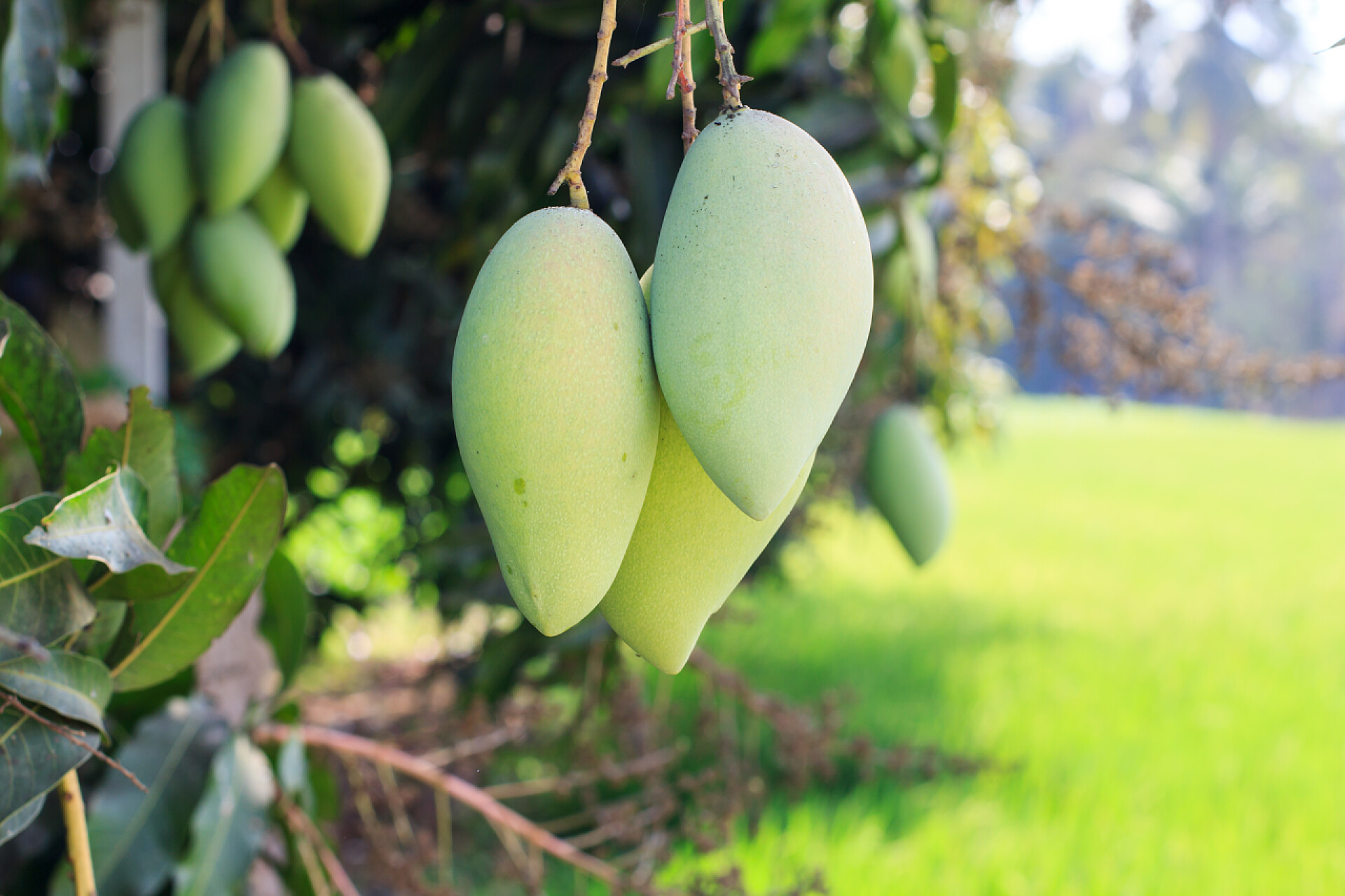 水果芒果树上的芒果