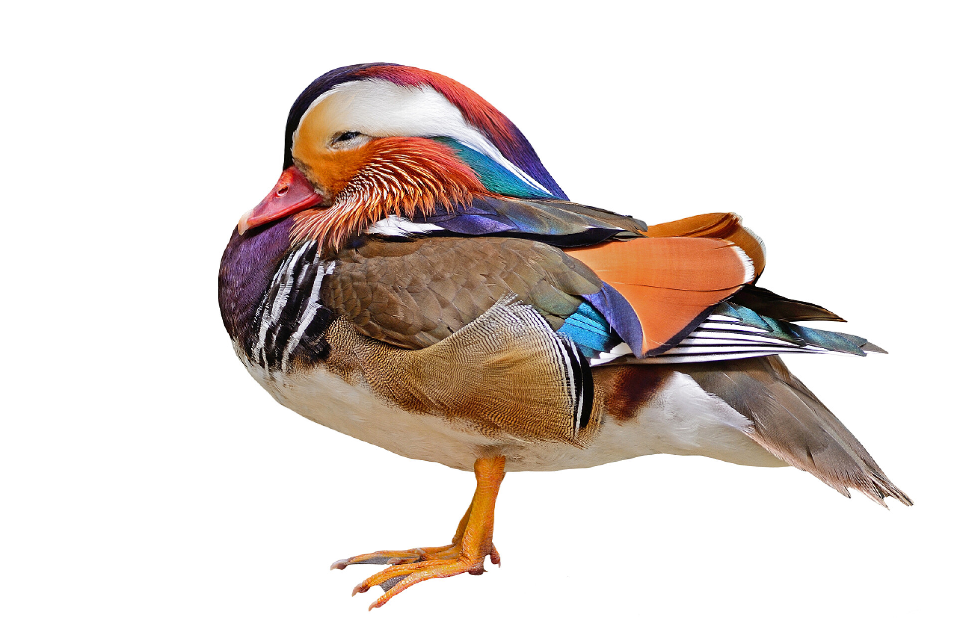 动物美丽的雄性鸳鸯孤立在白色背景上