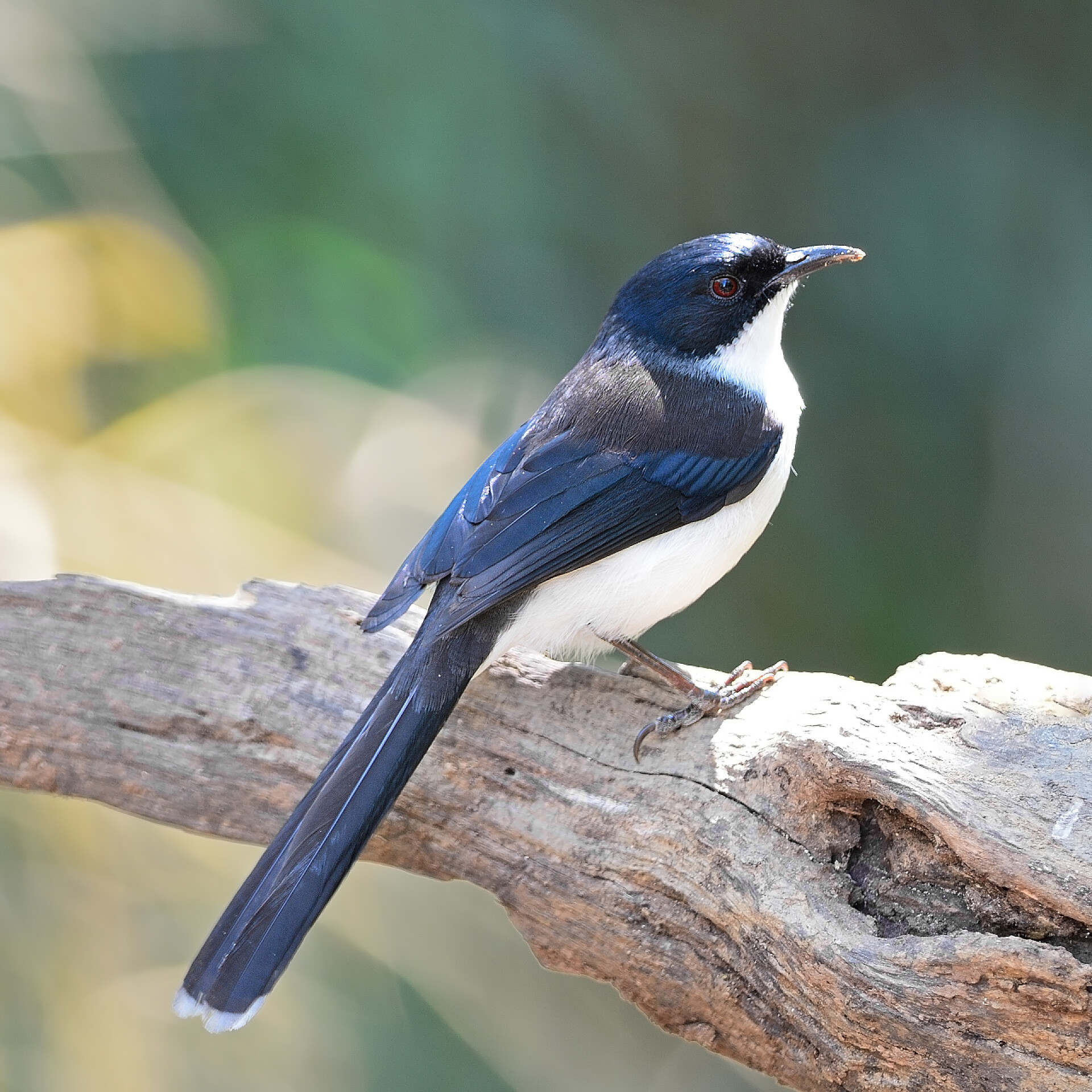 站在树桩的鸟儿特写鸟类动物