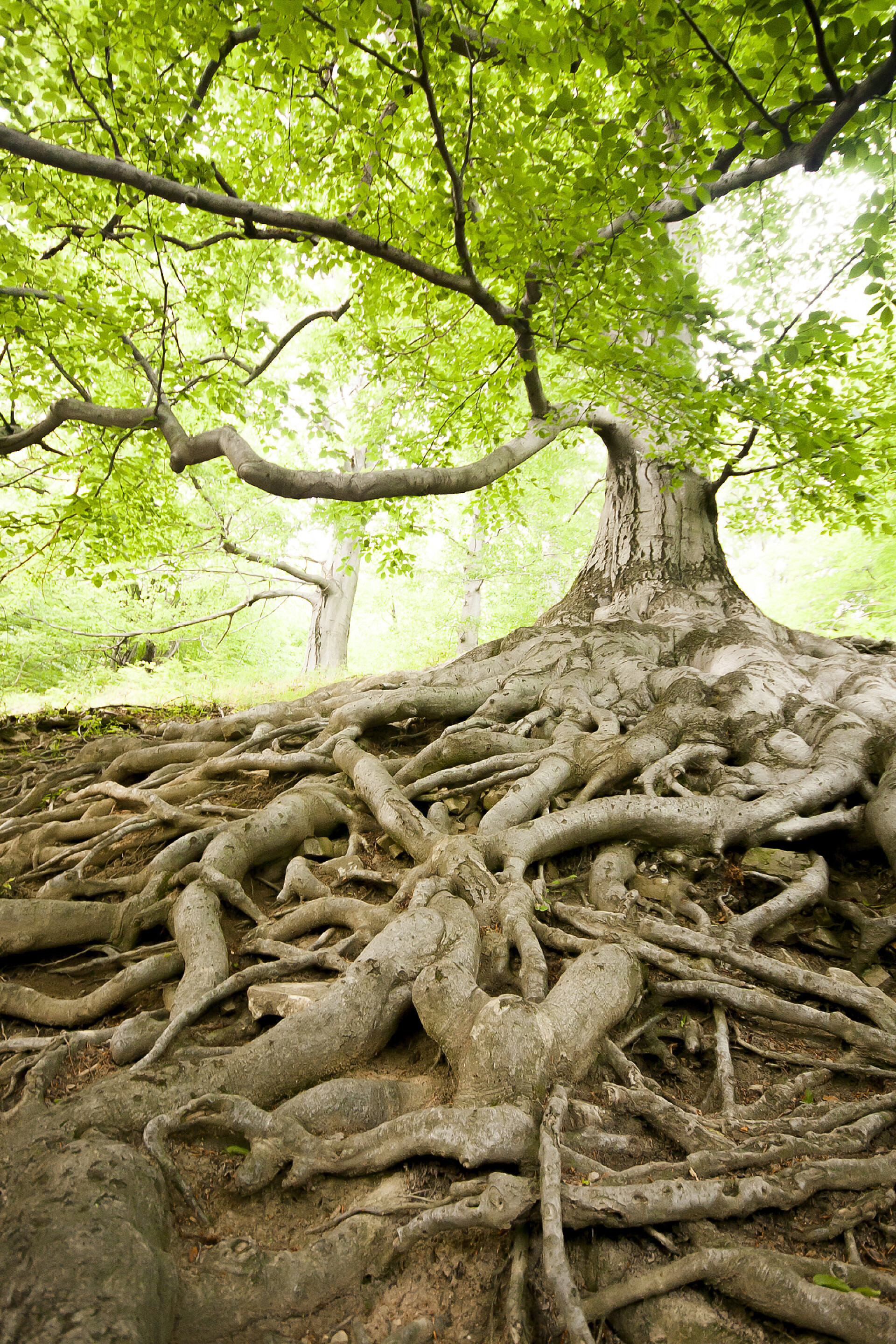 暴露在外的树根植物