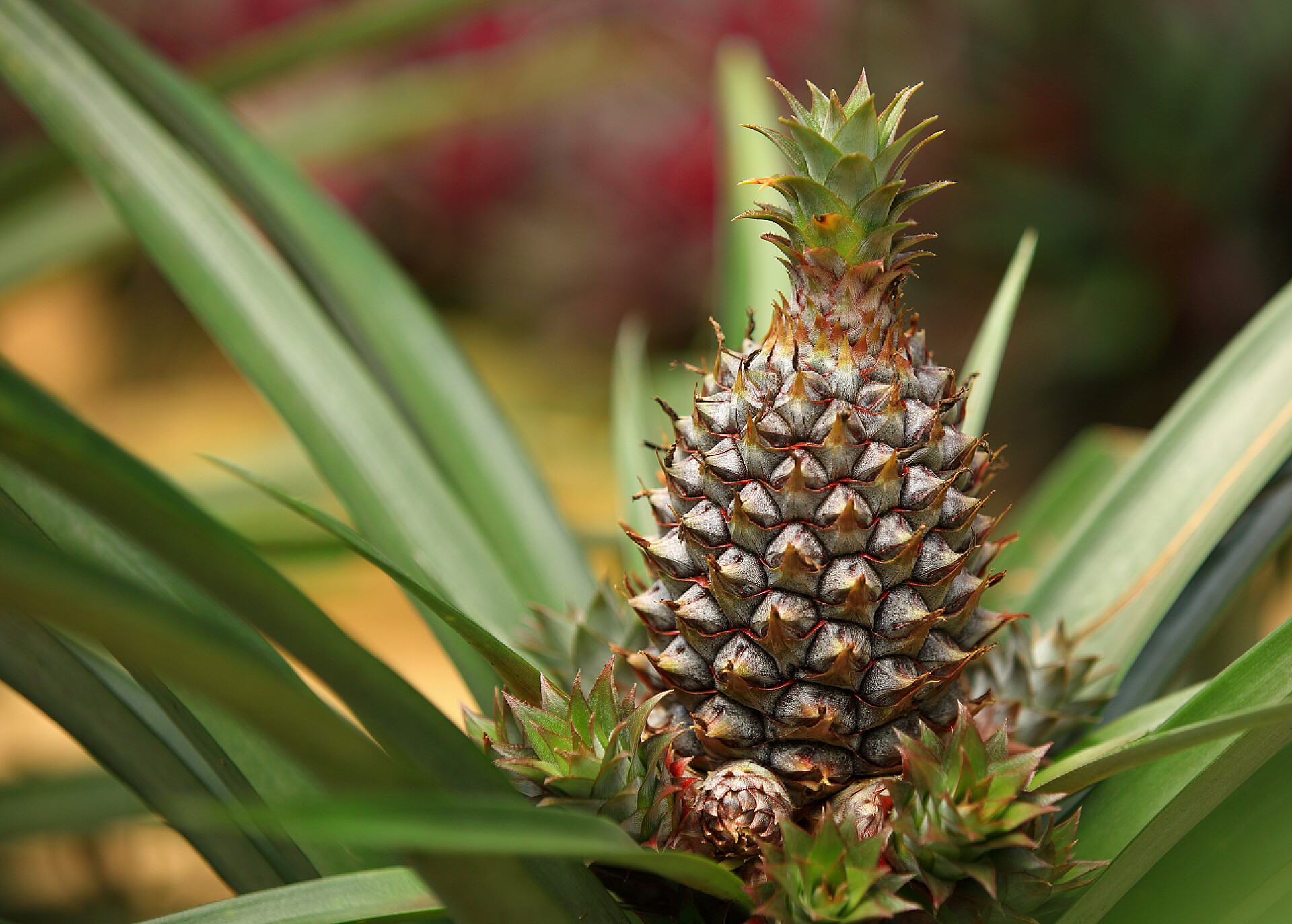 凤梨生长在花园里水果