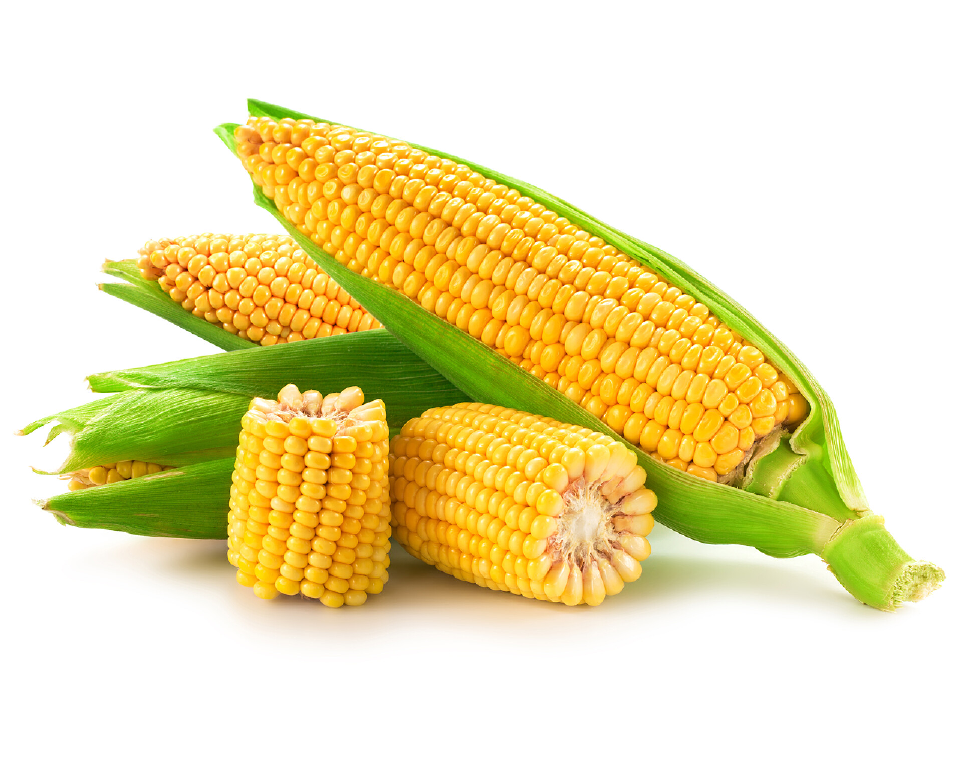 白色背景上的玉米农业谷物