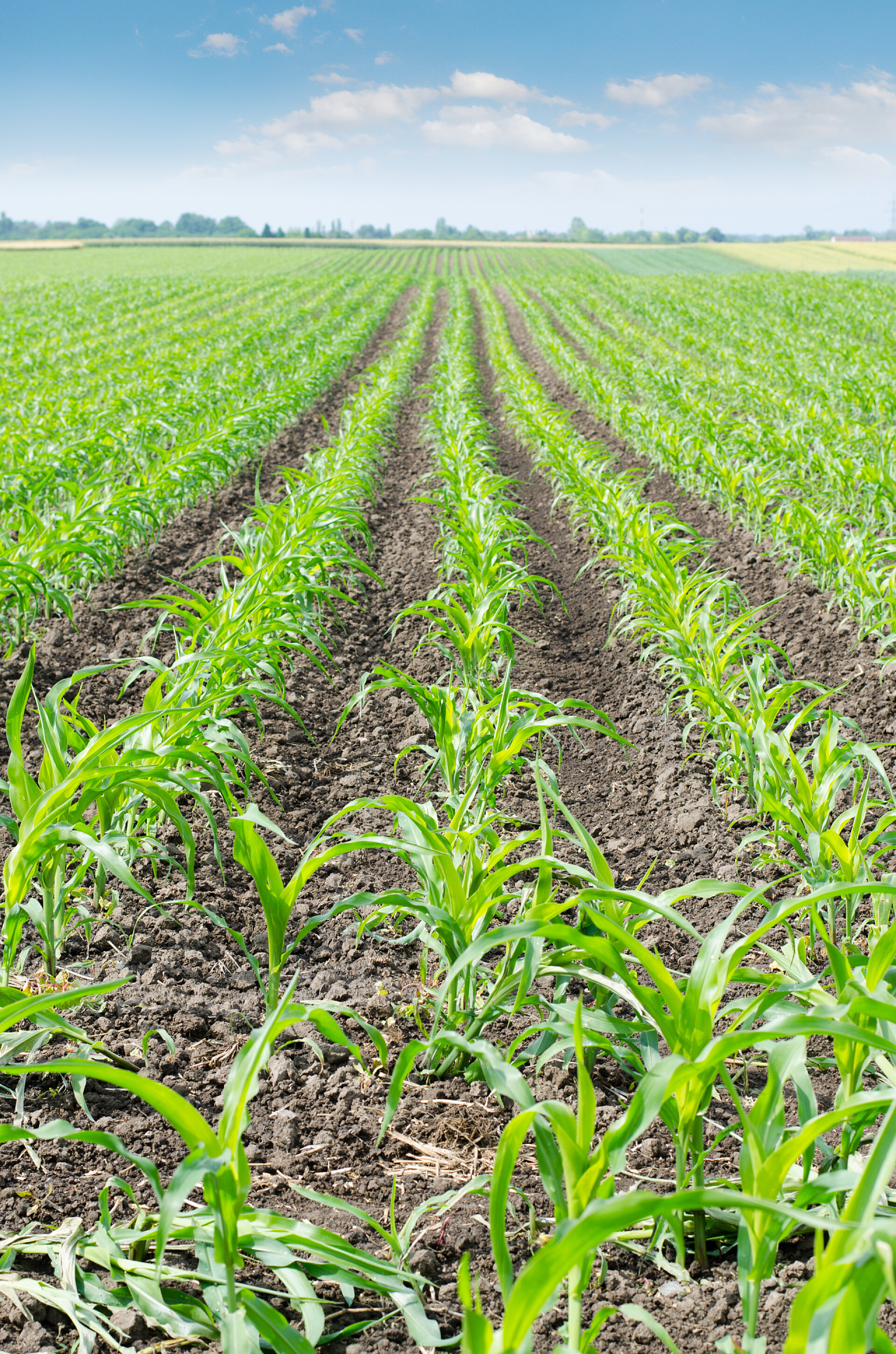 农业春天里一望无际的绿色玉米地特写
