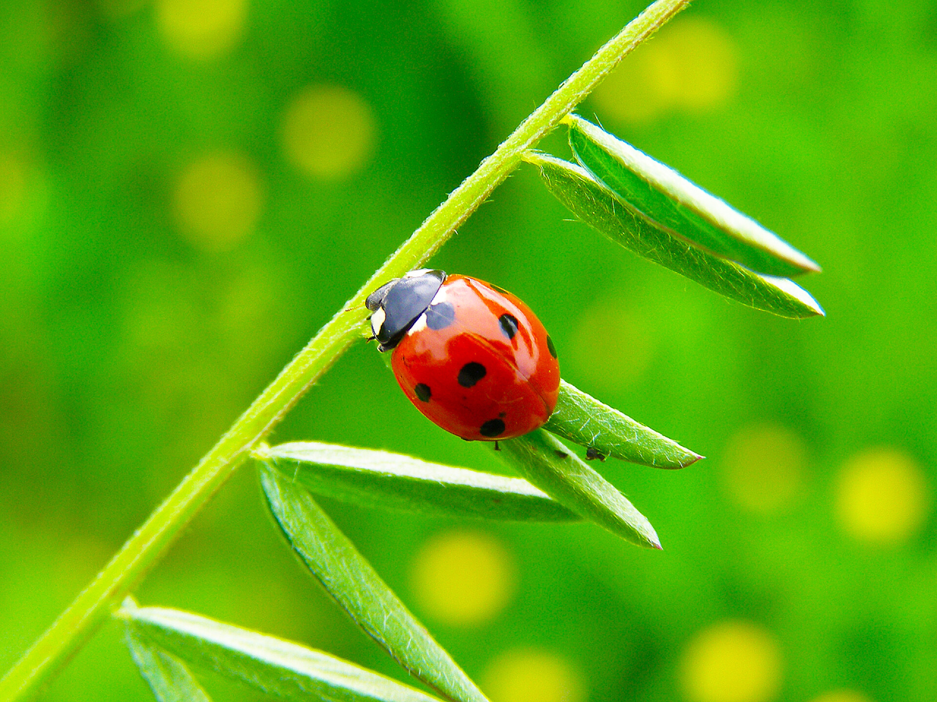 一只瓢虫绿草的叶子上昆虫