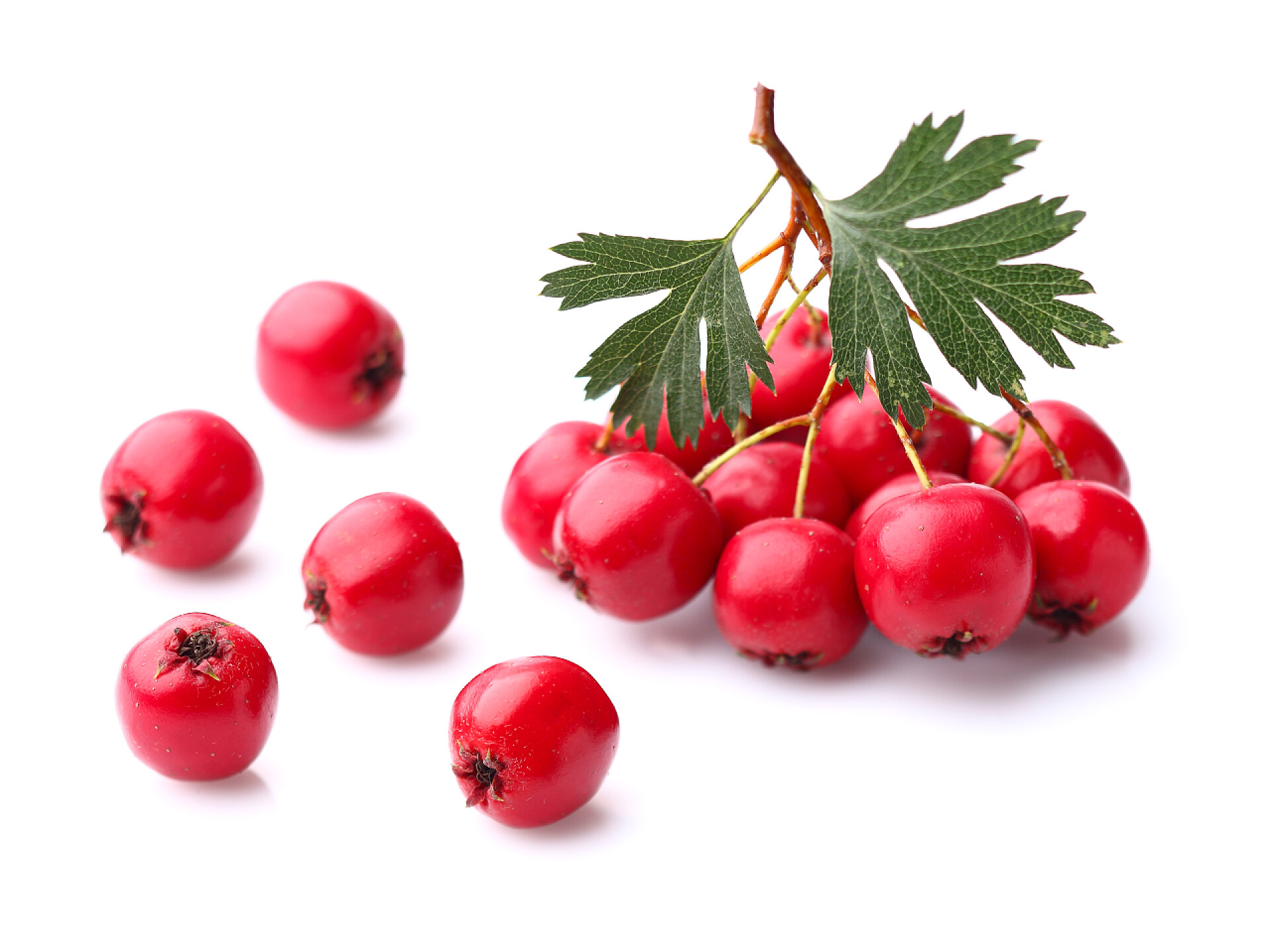 白色背景上的山楂和山楂叶水果