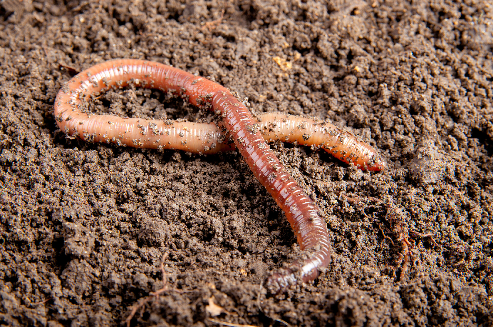 泥土外面的一条蚯蚓无脊椎动物