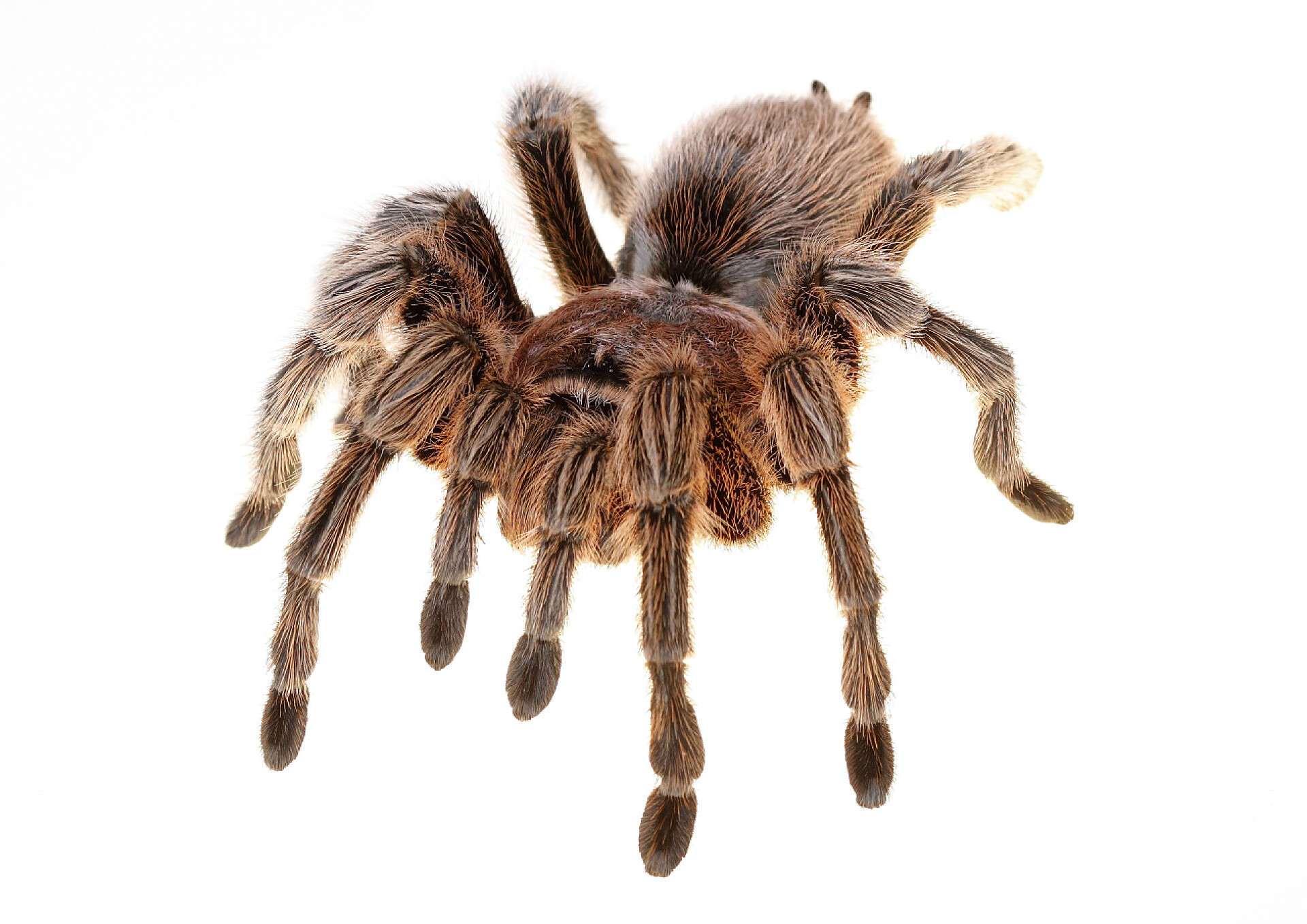 动物白色背景上的蜘蛛