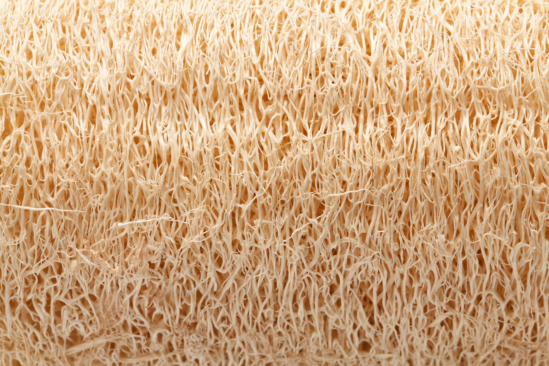 蔬菜丝瓜纹路特写