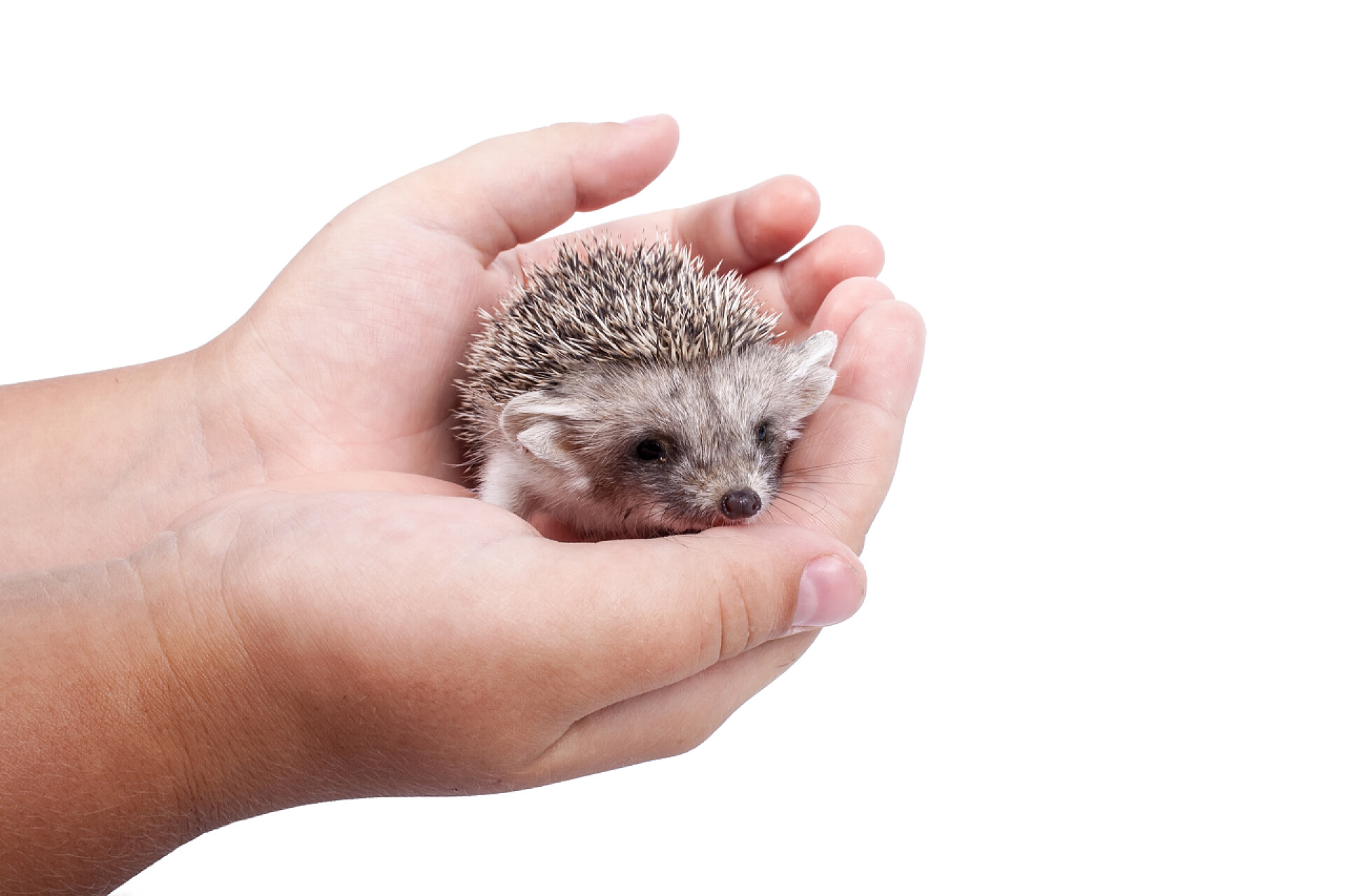 动物白色背景上躲在手里的小刺猬