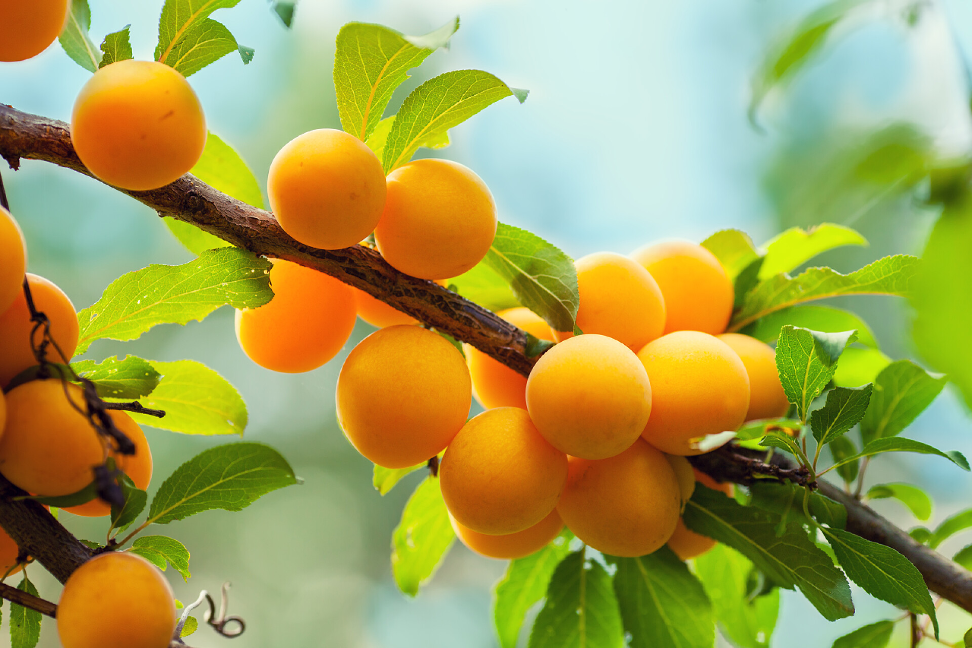 水果树枝上的黄梅李子