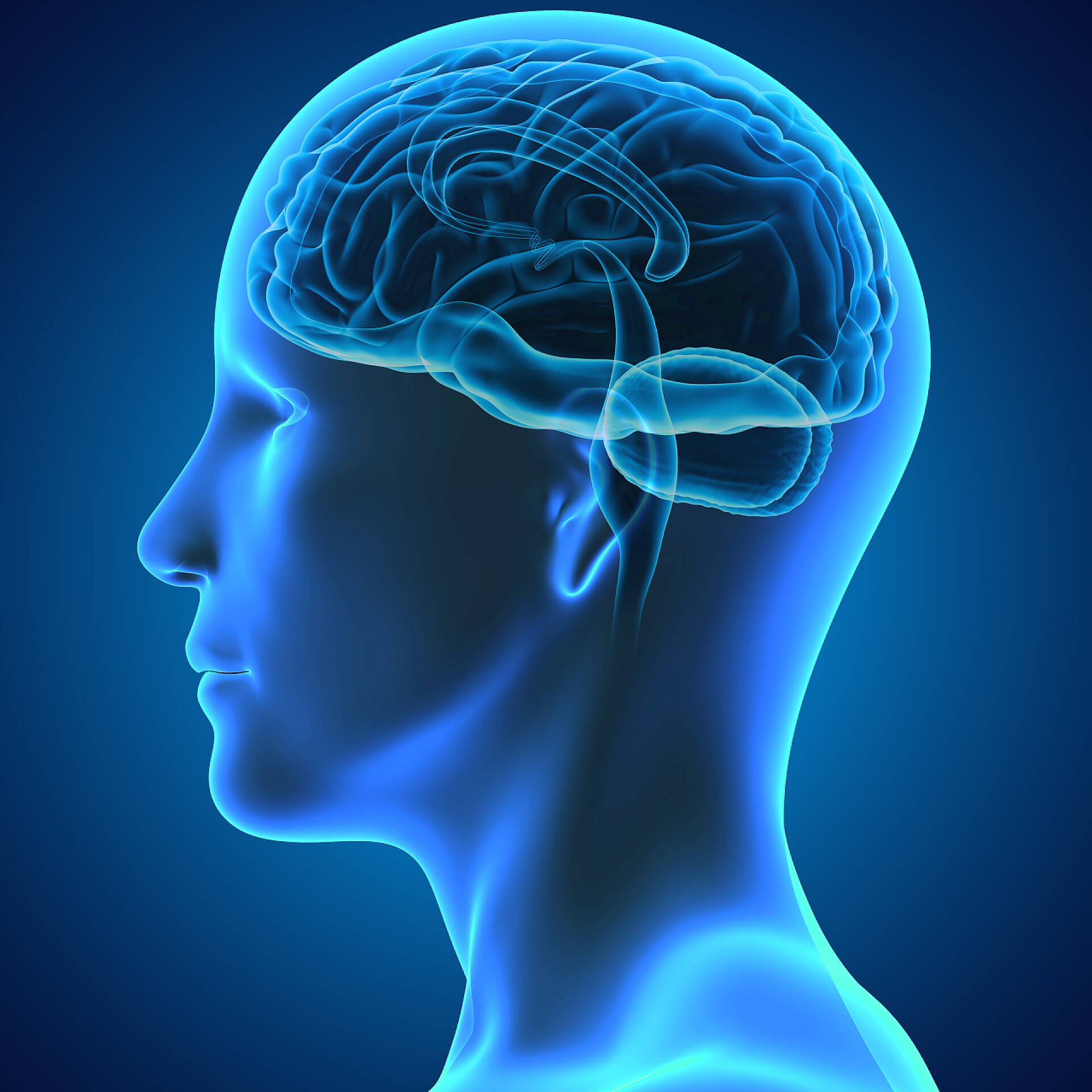 医疗健康人类脑部器官的中枢神经3D模型