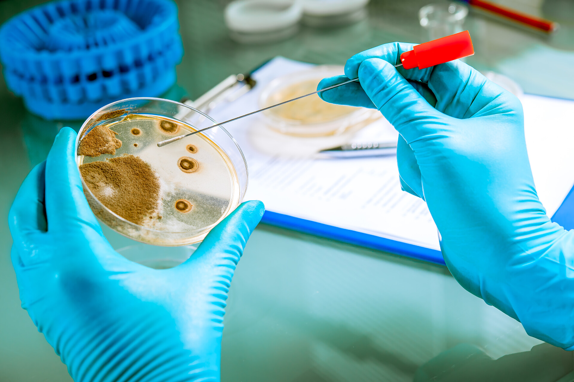 医药科学医疗实验室里研究院提取培养皿中的细菌样本