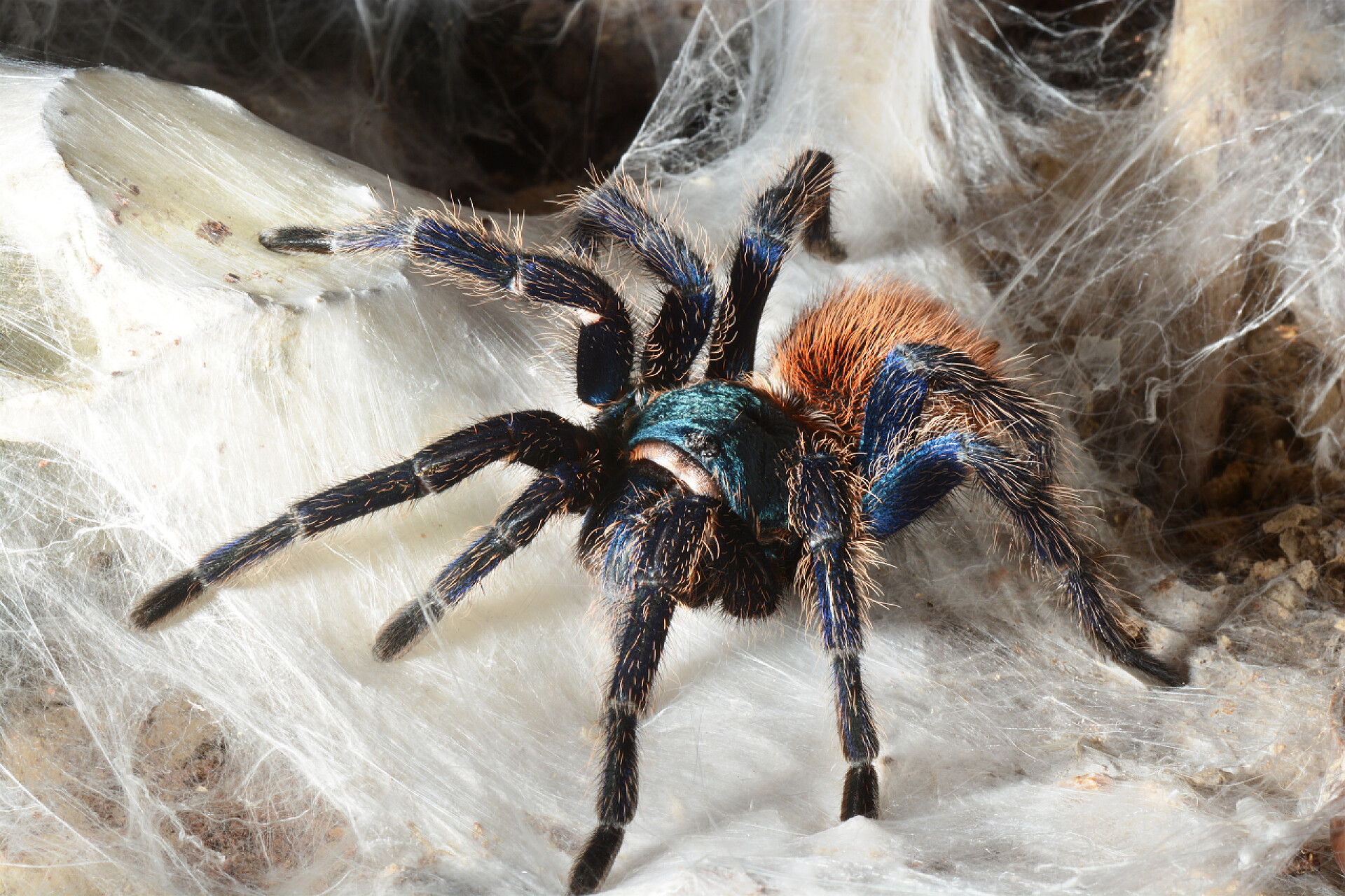 蜘蛛网上的狼蛛的特写镜头