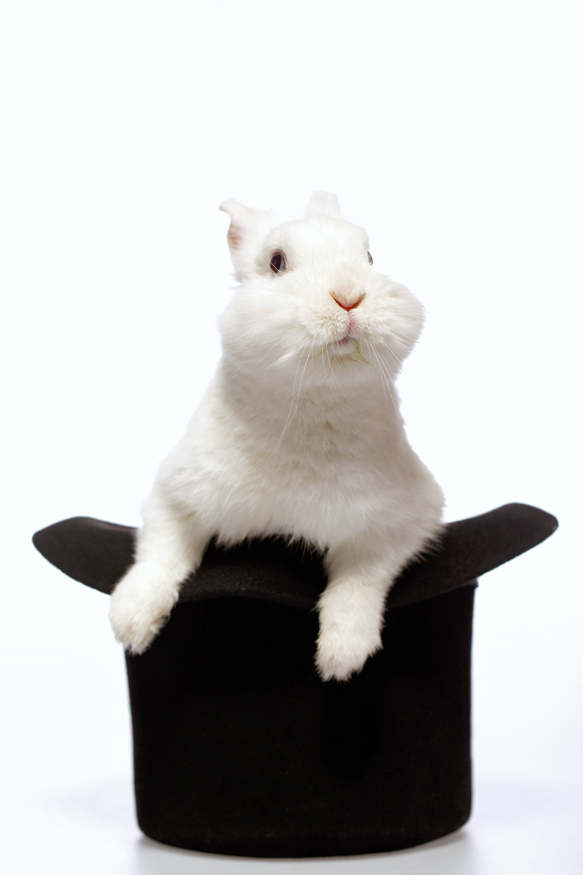 动物白色背景上帽子里的小白兔